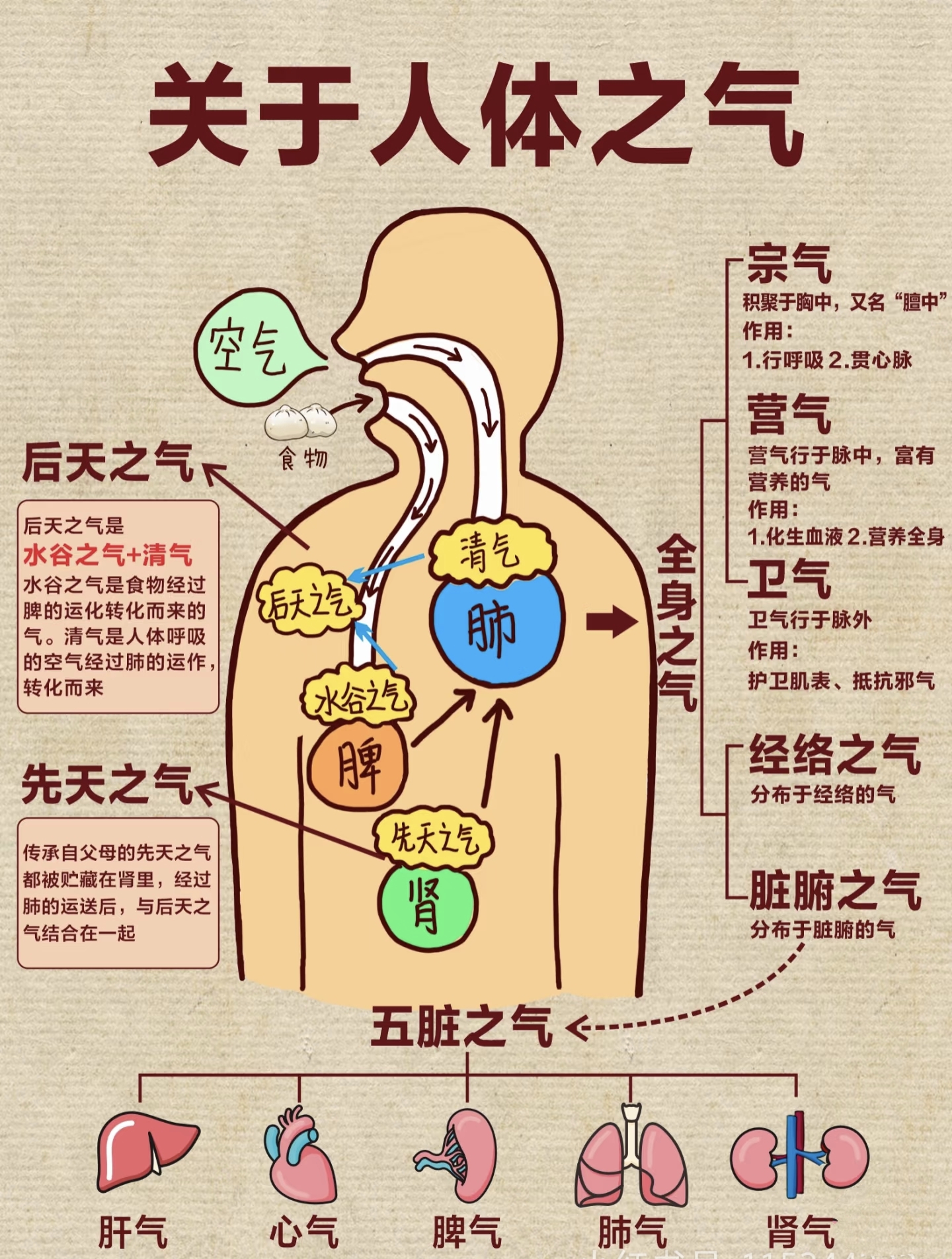 宗气,营气,卫气各司其职,经络,脏腑之气各有分布