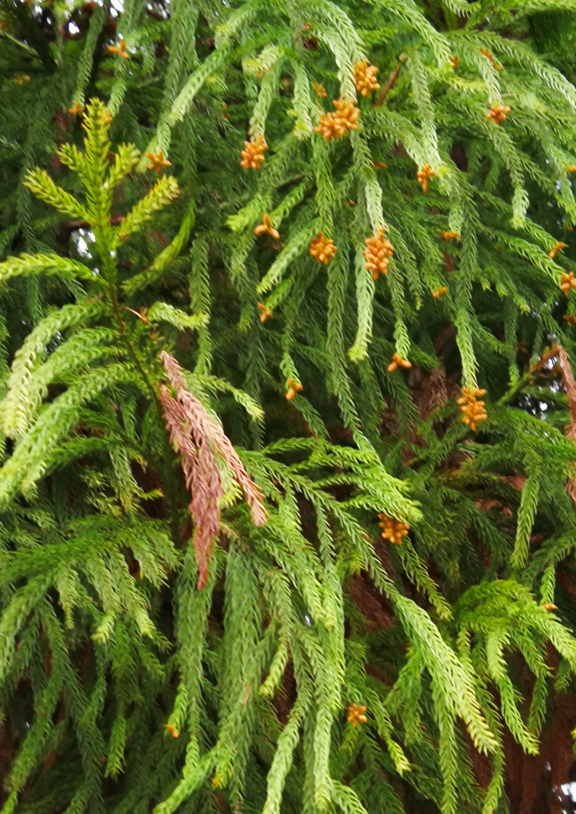 杉树花花语图片