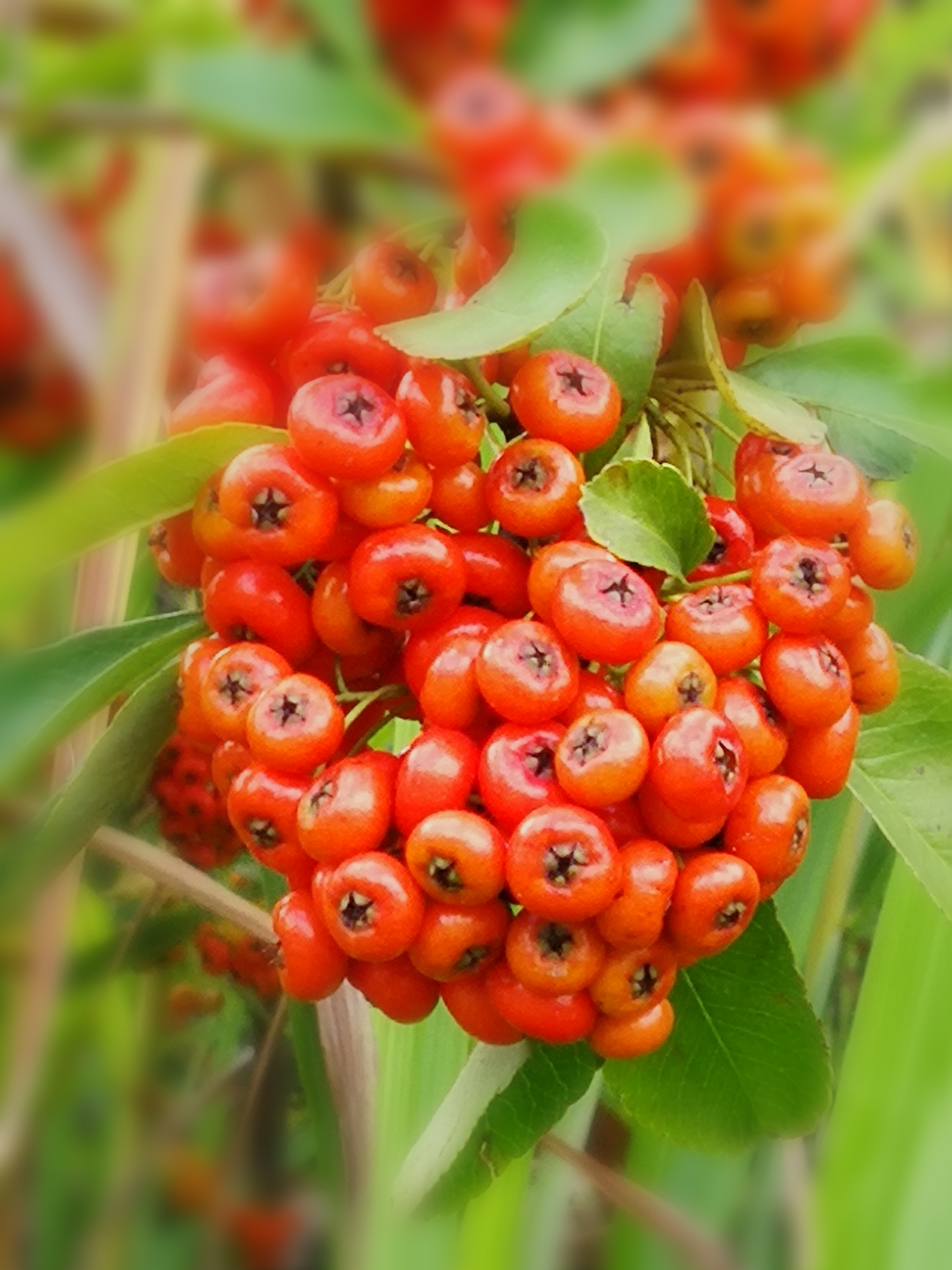 车子掠过山涧,满坡丛林里的红子树结满一串串的红子.