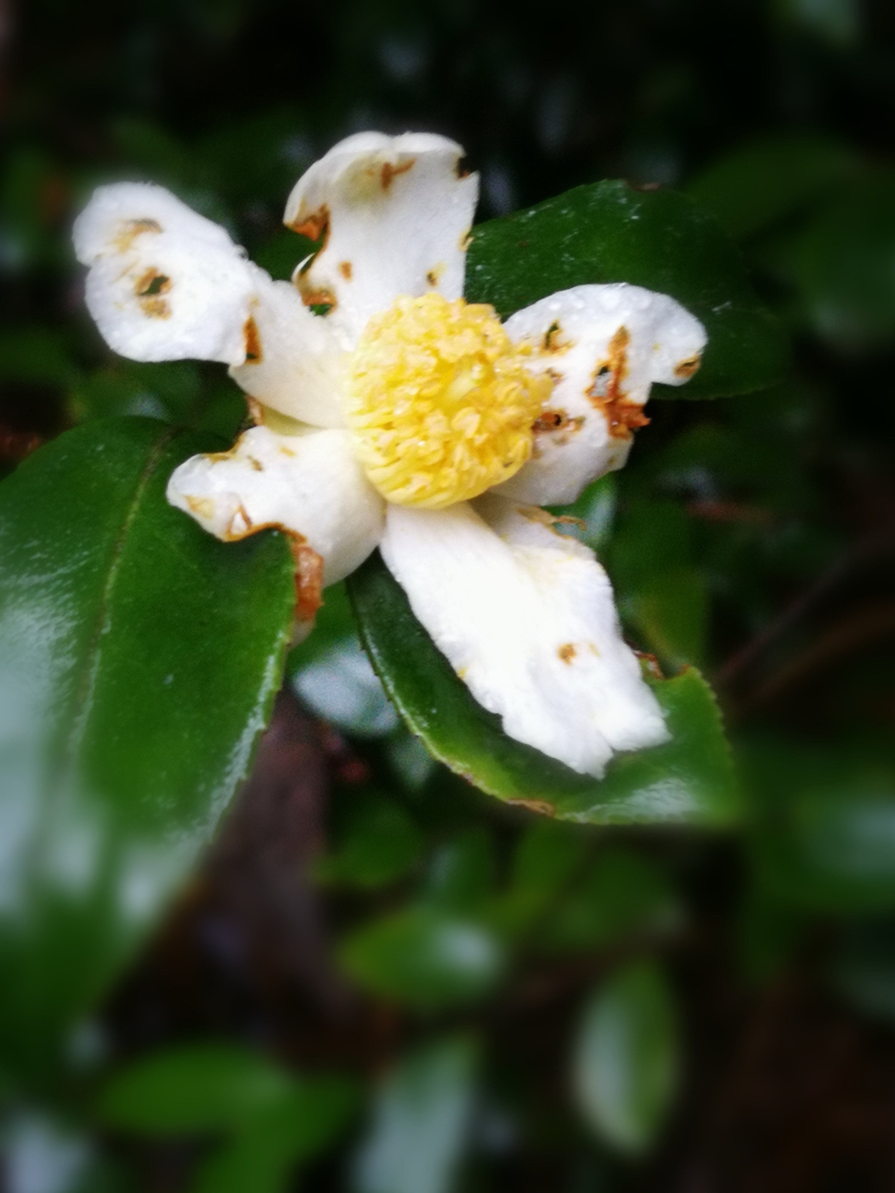 野生白茶花图片