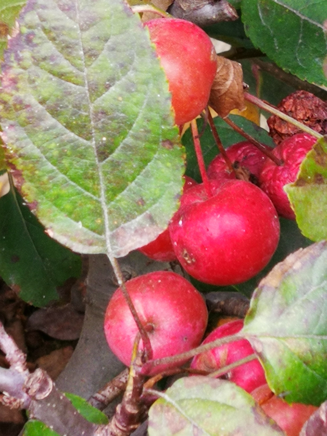 早上起来见到了久红果 慢慢的变红了,有点儿像山楂