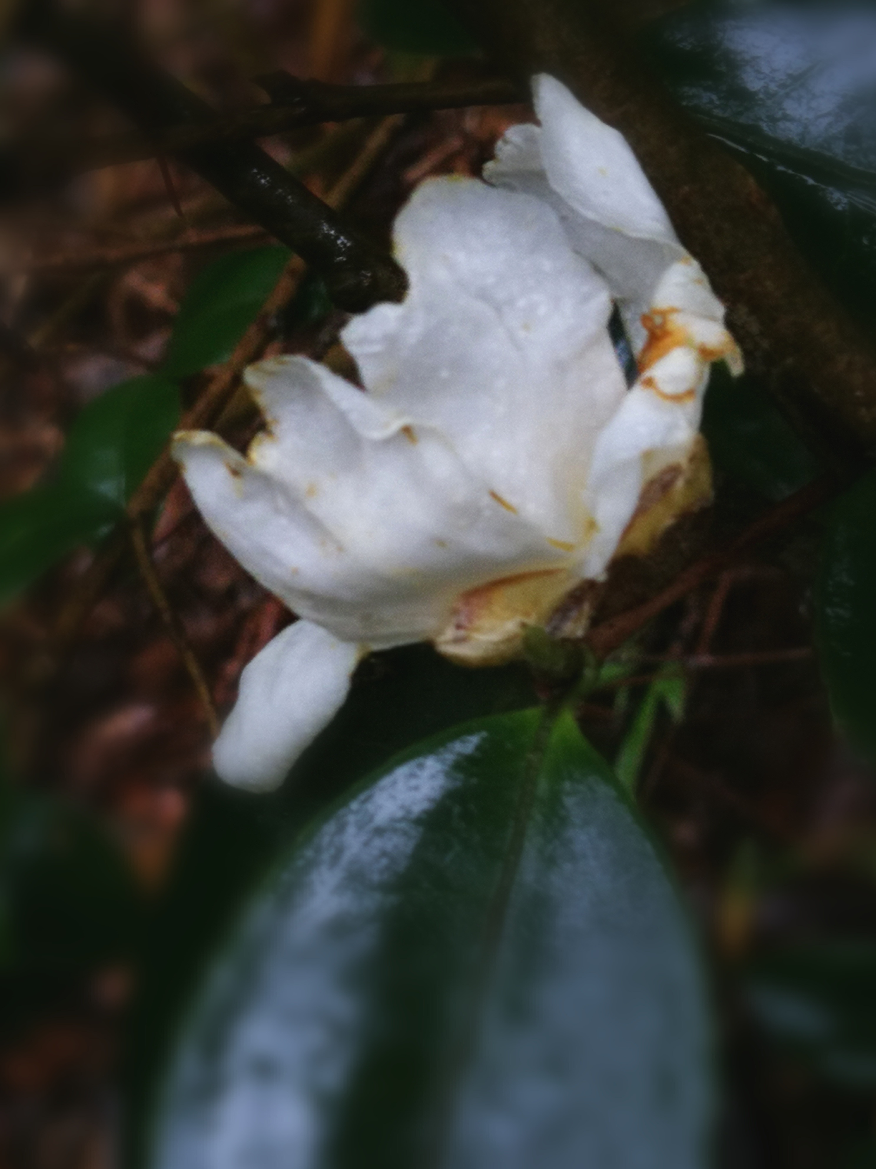 野生白茶花图片