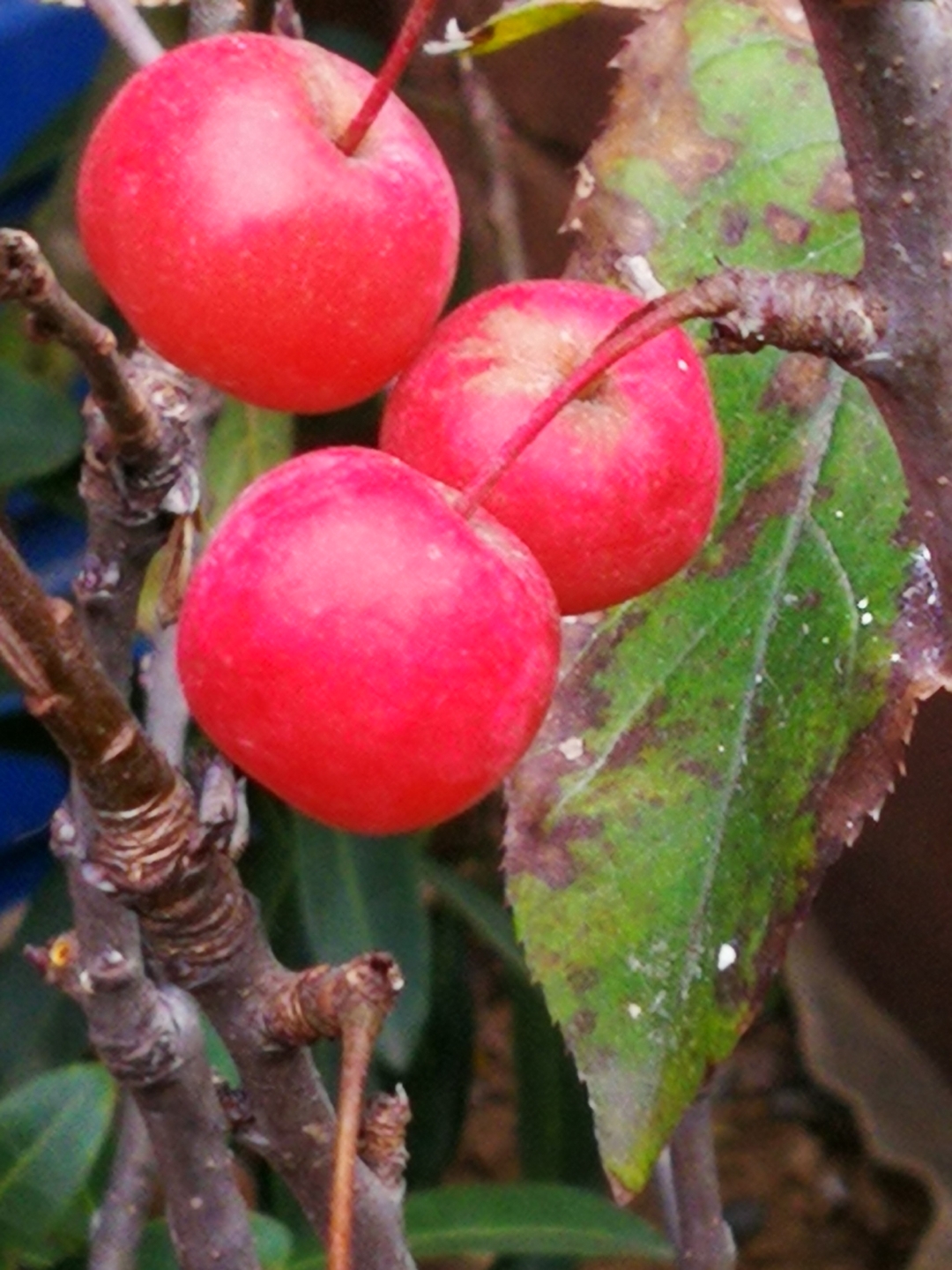 早上起来见到了久红果 慢慢的变红了,有点儿像山楂