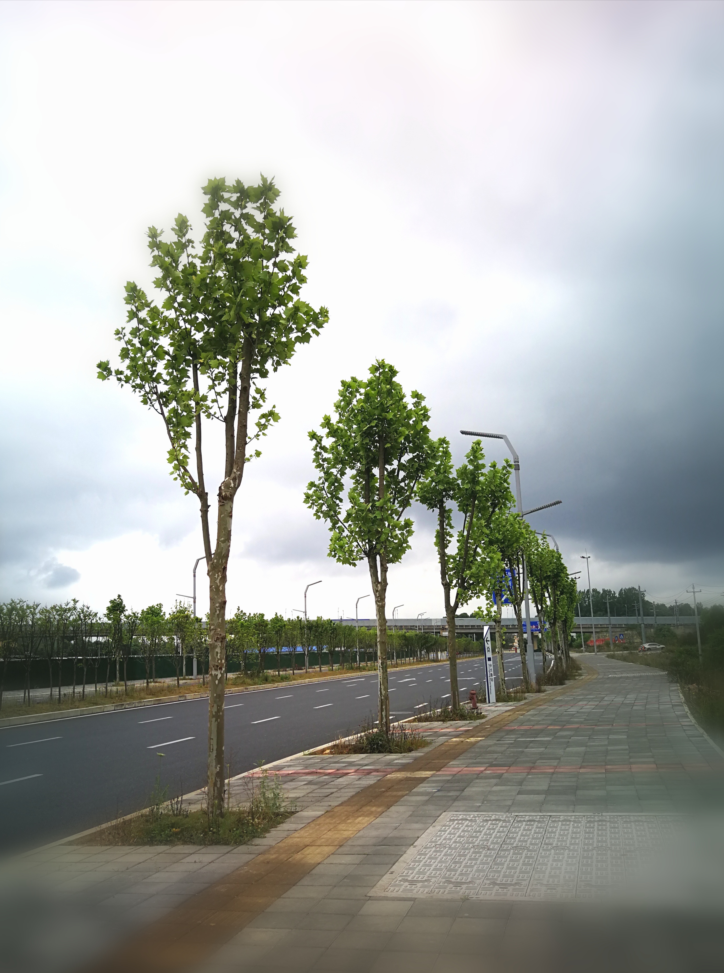 摄影爱好者联盟# 挺立在马路边的行道树