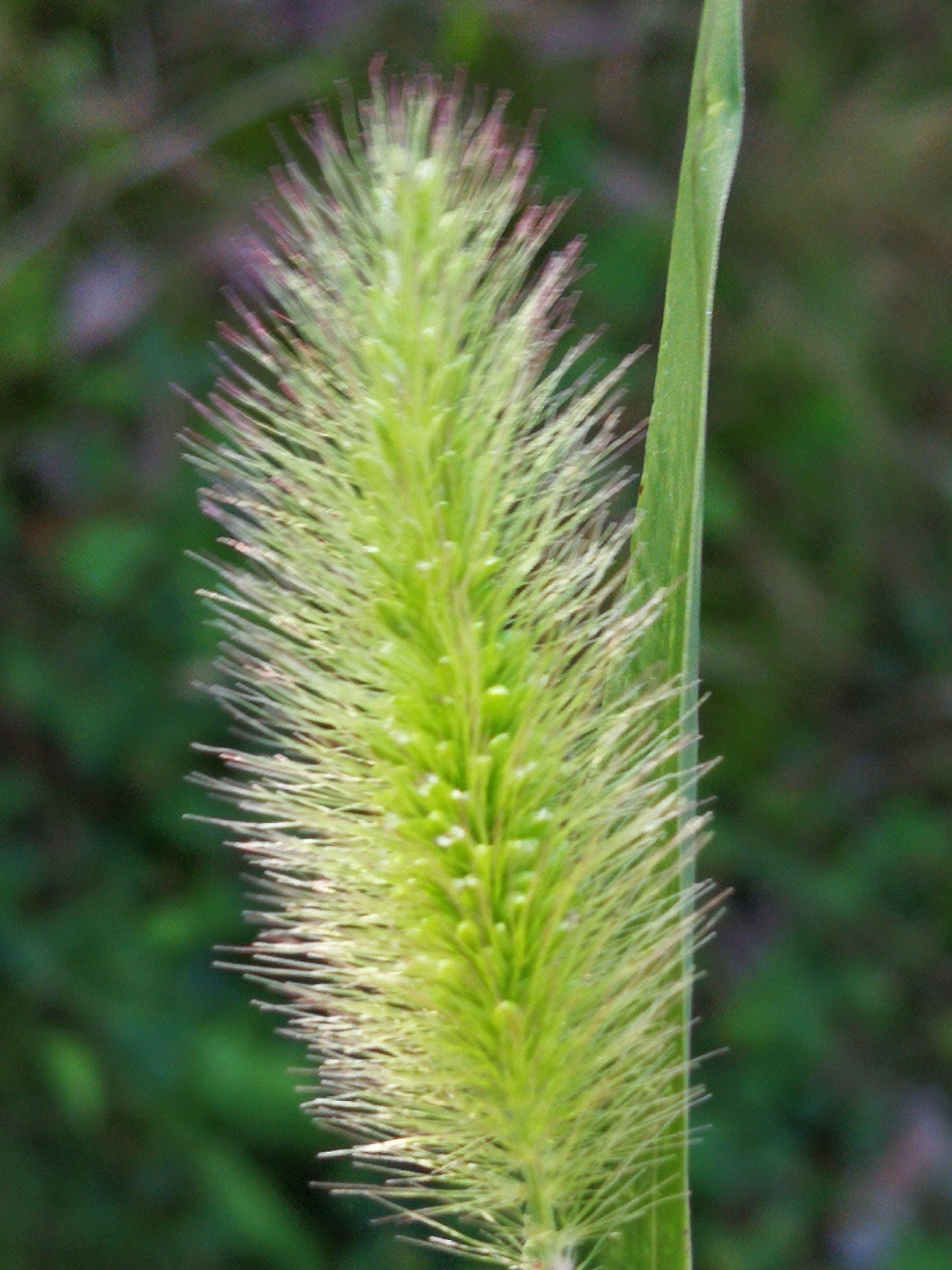也是一种心境让人心情开阔的图片感慨图片心情毛咕咕草图片咕咕草的