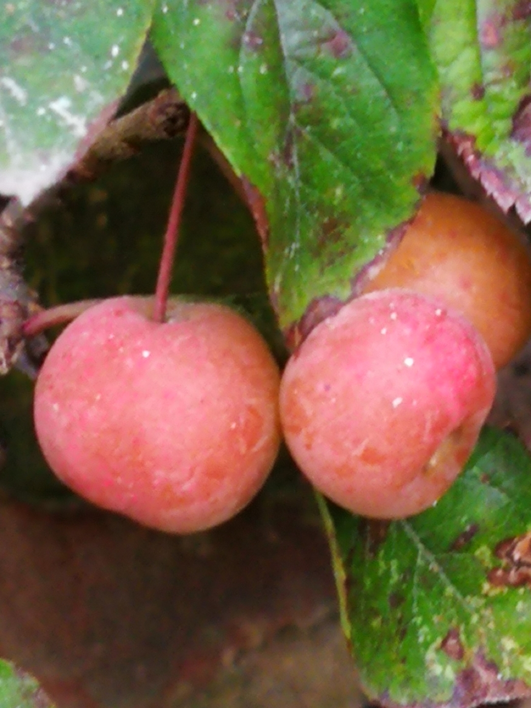 早上起来见到了久红果 慢慢的变红了,有点儿像山楂