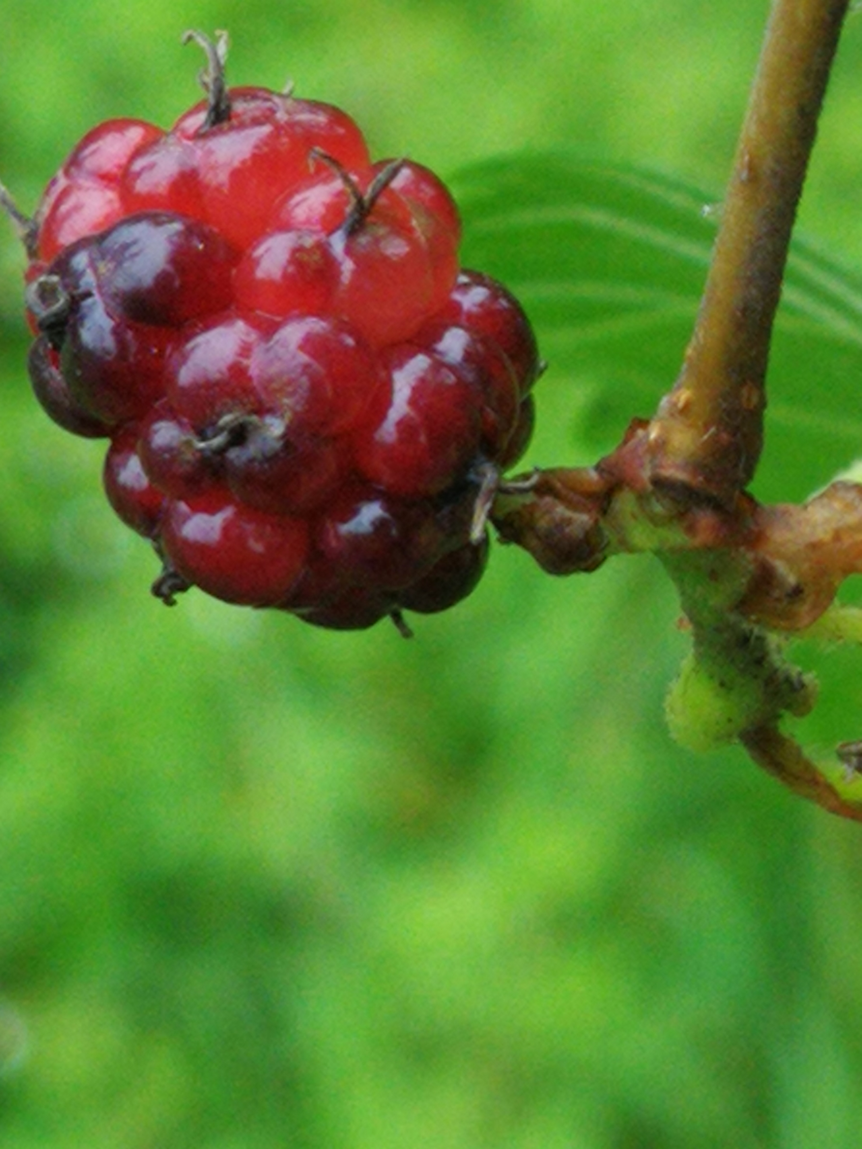 摄影爱好者联盟# 桑肾果的味道  第一次拍摄到野生桑树的果实,有点