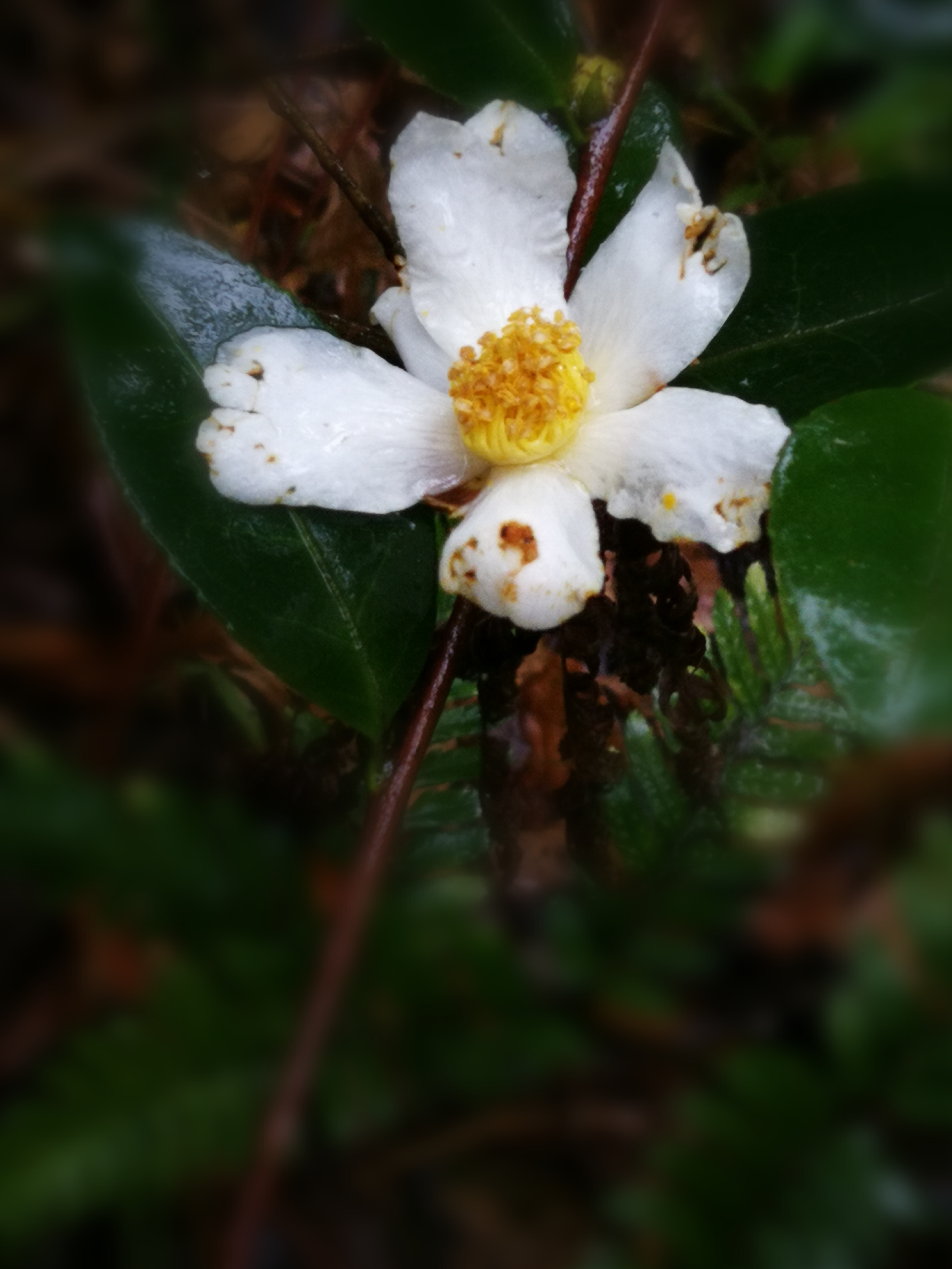 野生白茶花图片