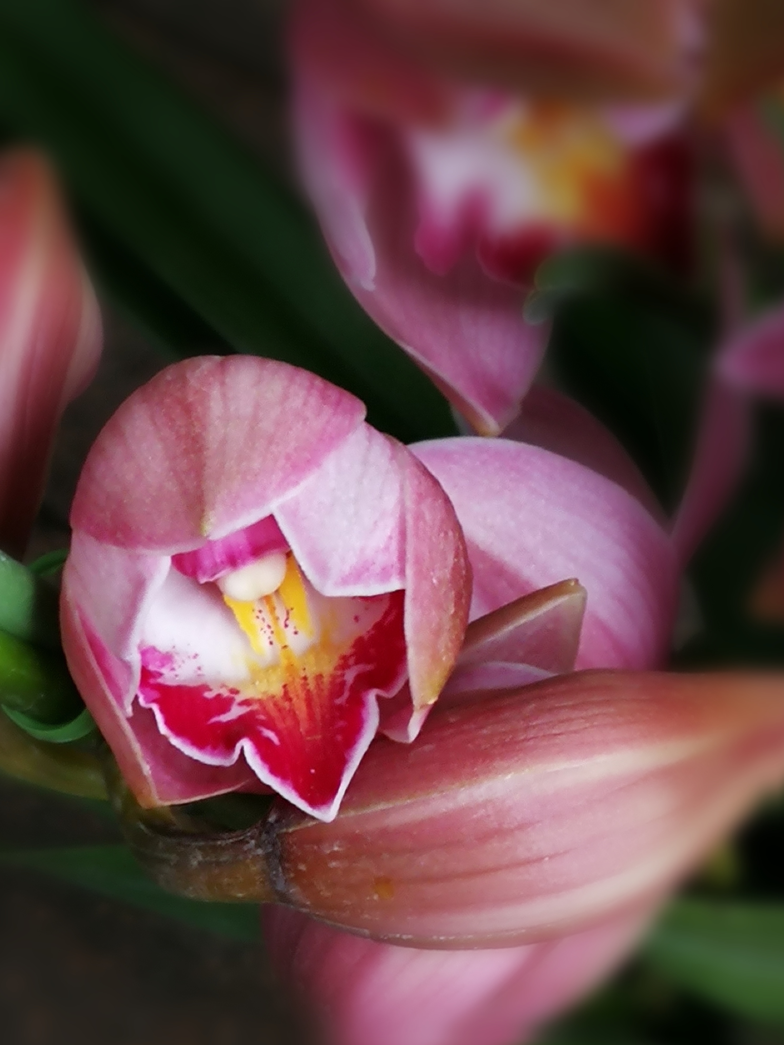 分享美丽,神气活现的花. 早上好,一天好心情!