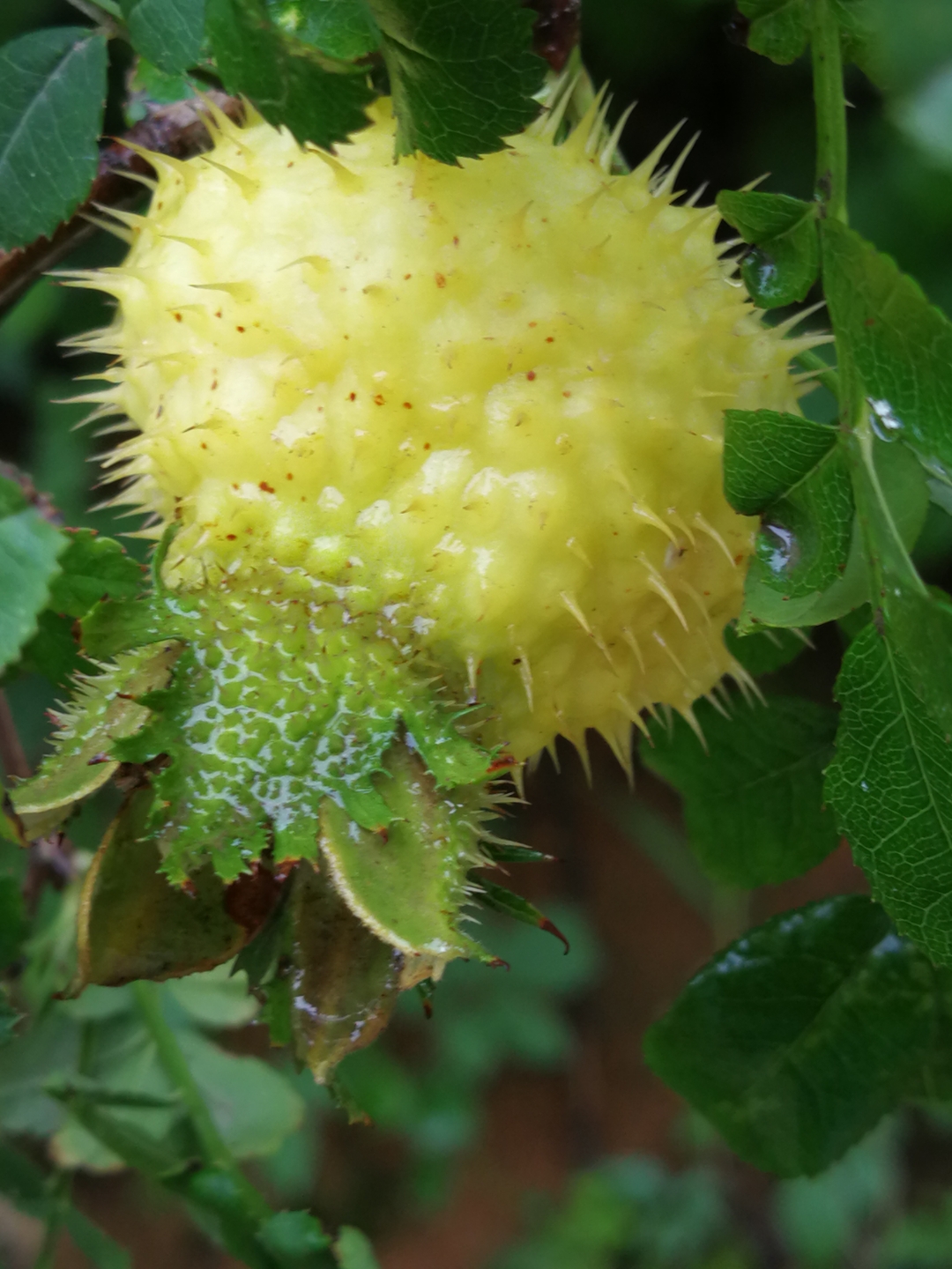 刺梨果子又熟了 好乆没有在近郊见到掛满刺梨果的树了,见到它好像是
