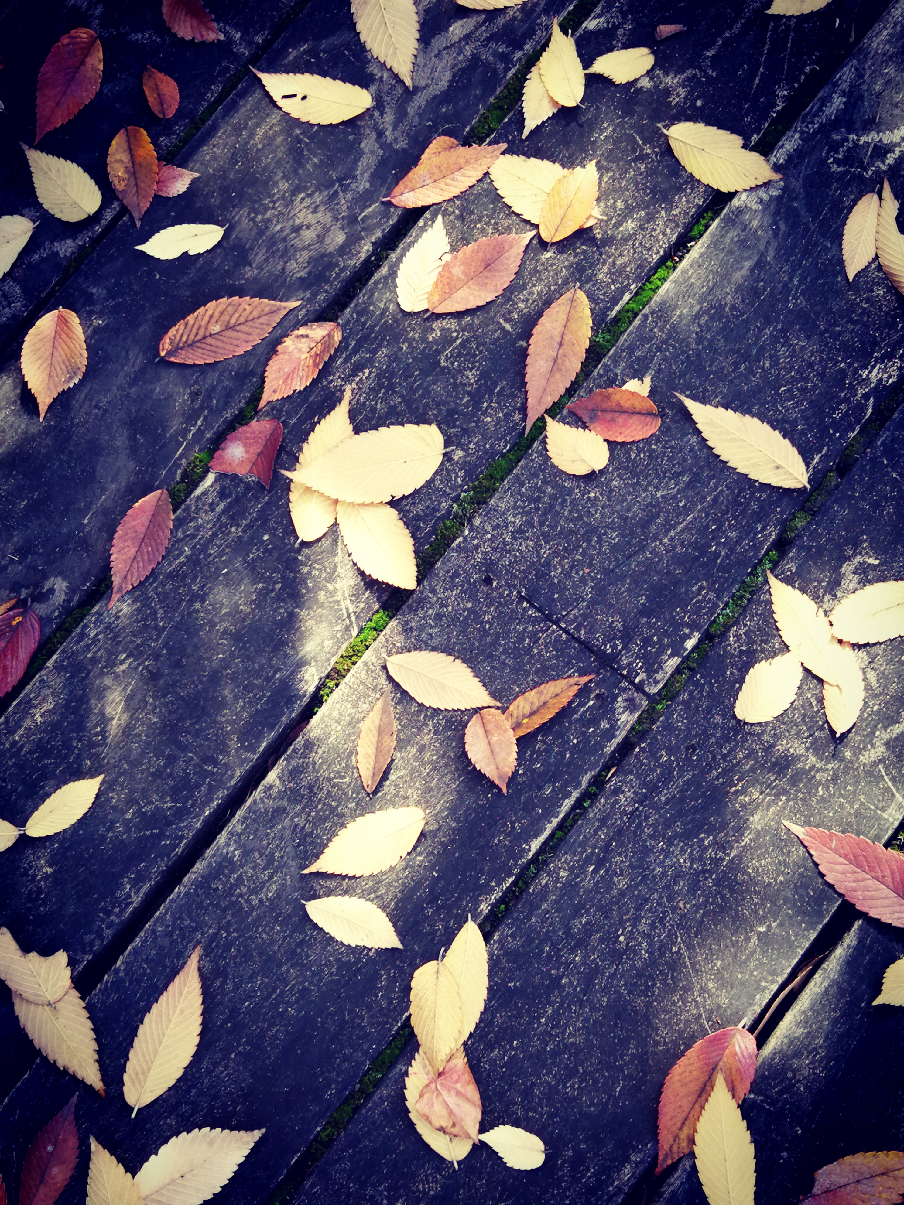 村口的小路边有一棵又高又帅的槐树,小时候的记忆中,它离井边不远.