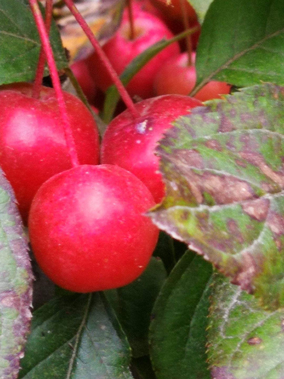 早上起来见到了久红果 慢慢的变红了,有点儿像山楂