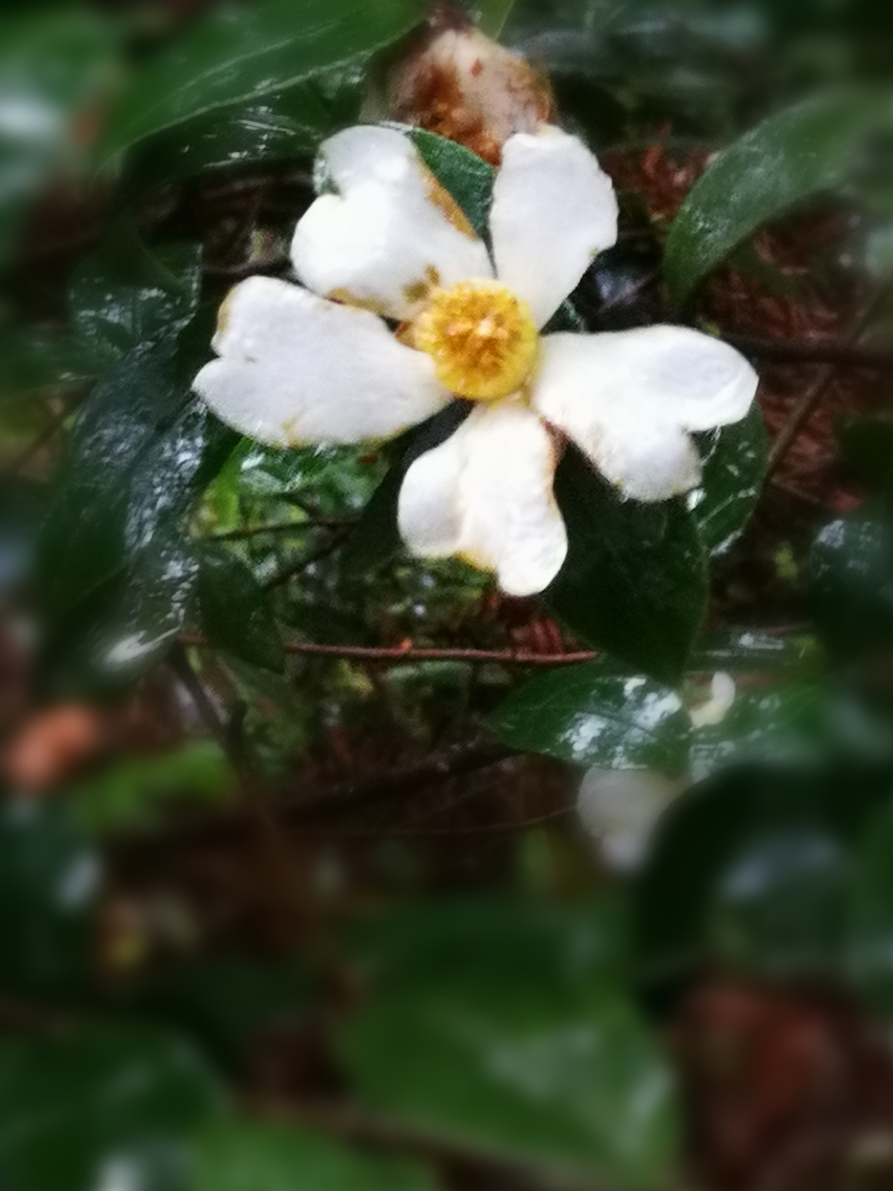 野生白茶花图片