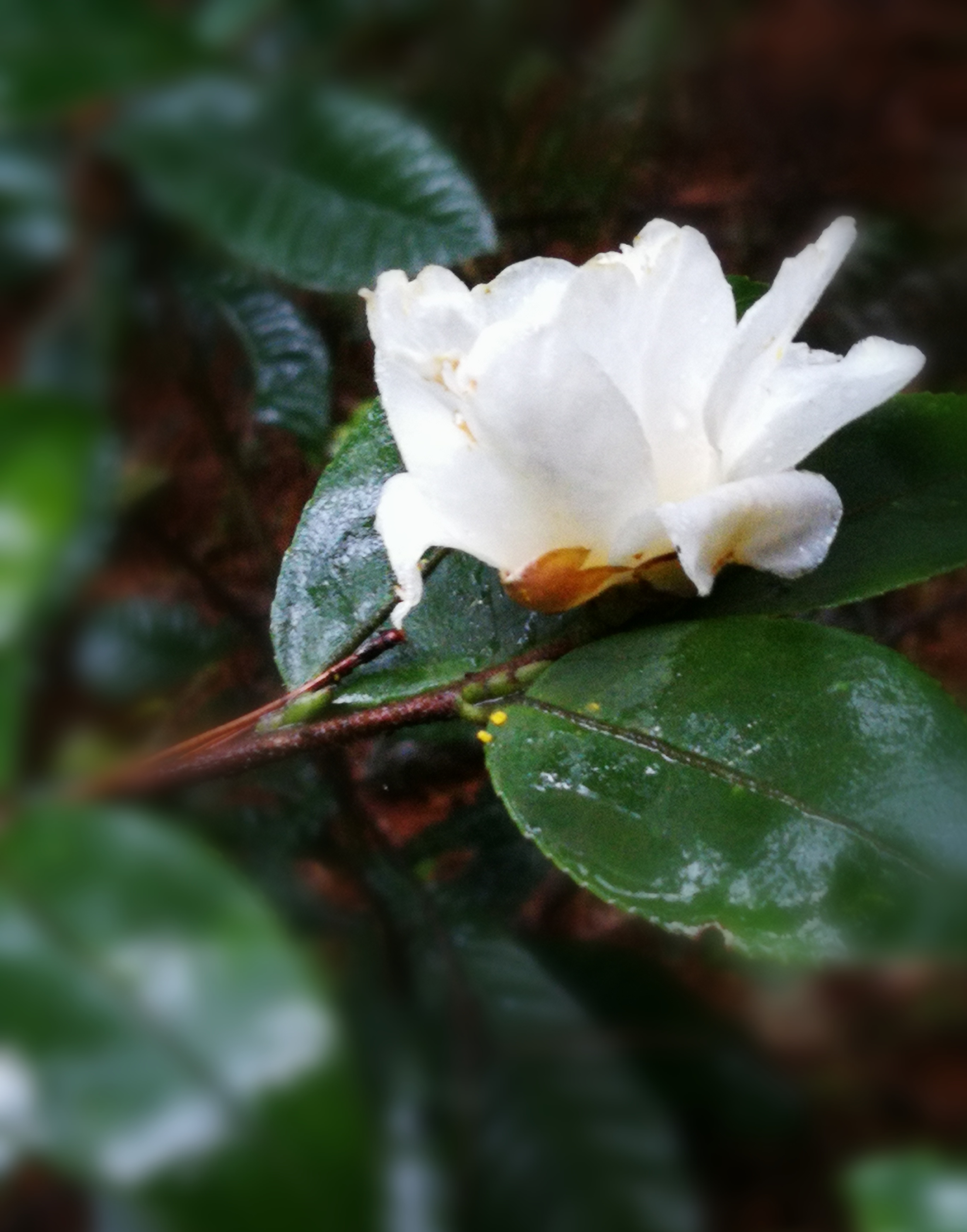 野生白茶花图片