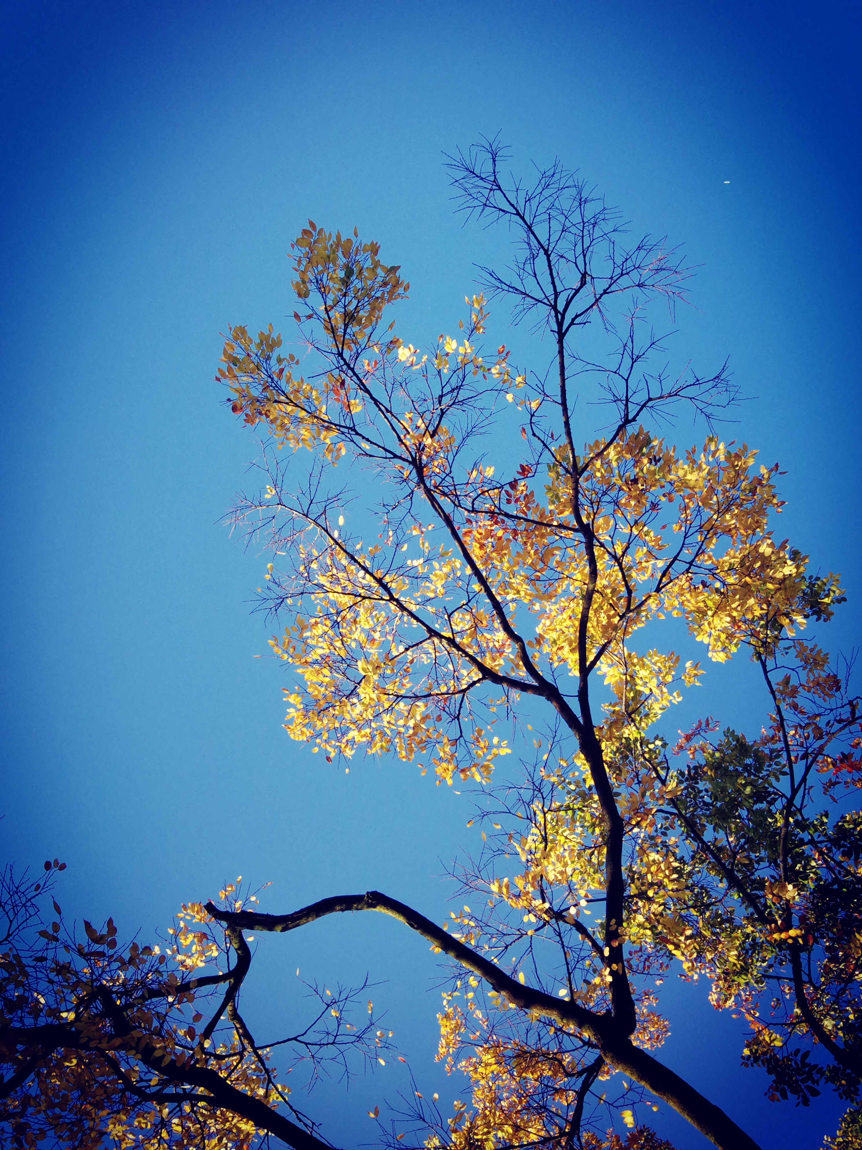 村口的小路边有一棵又高又帅的槐树,小时候的记忆中,它离井边不远.