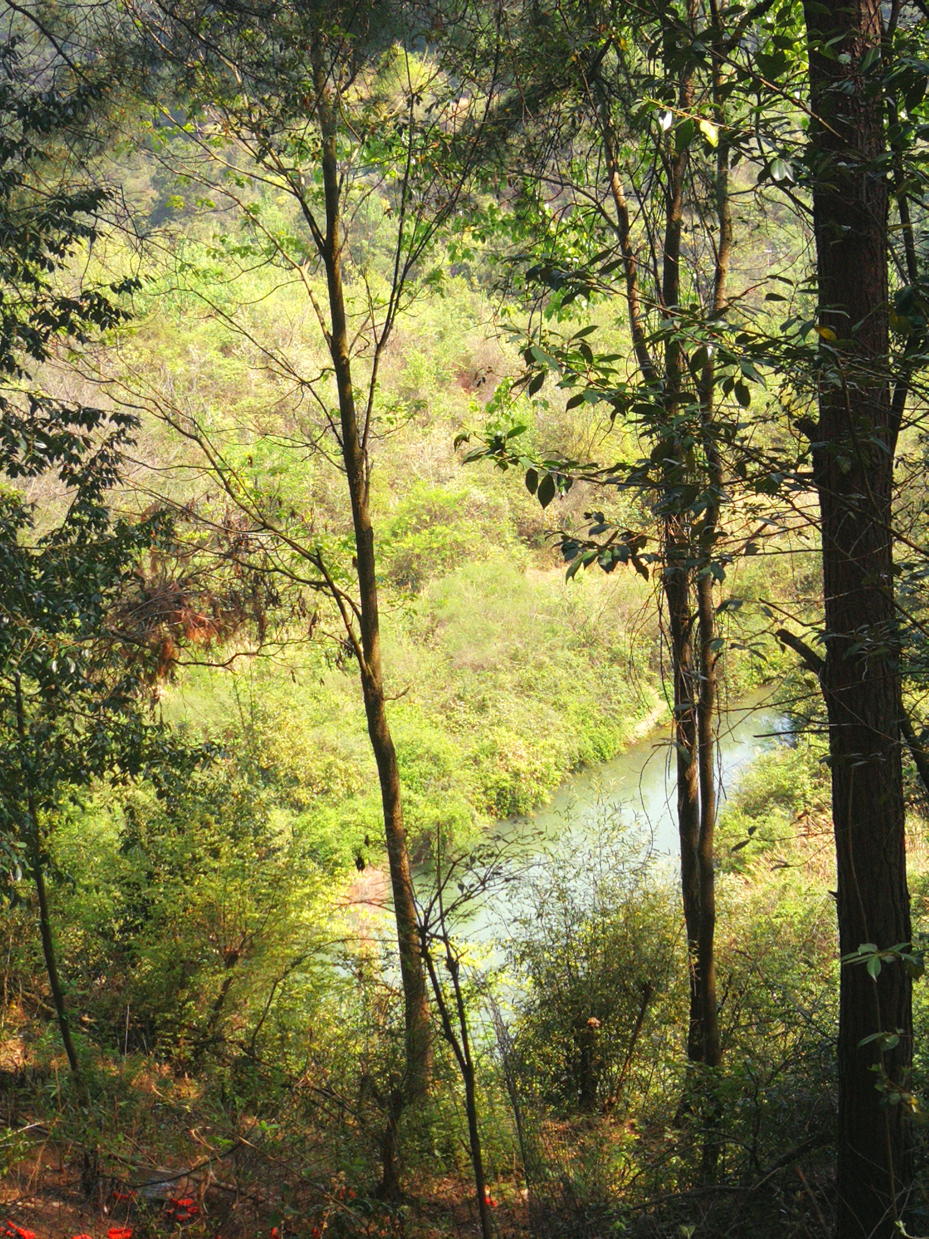 正在无助的我,忽然间听到了远处的鸡叫声,随着吵叫声走了一段林中小路