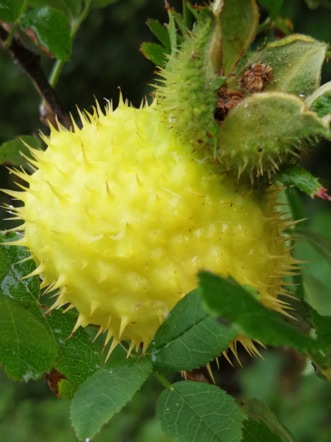 刺梨果子又熟了 好乆没有在近郊见到掛满刺梨果的树了,见到它好像是