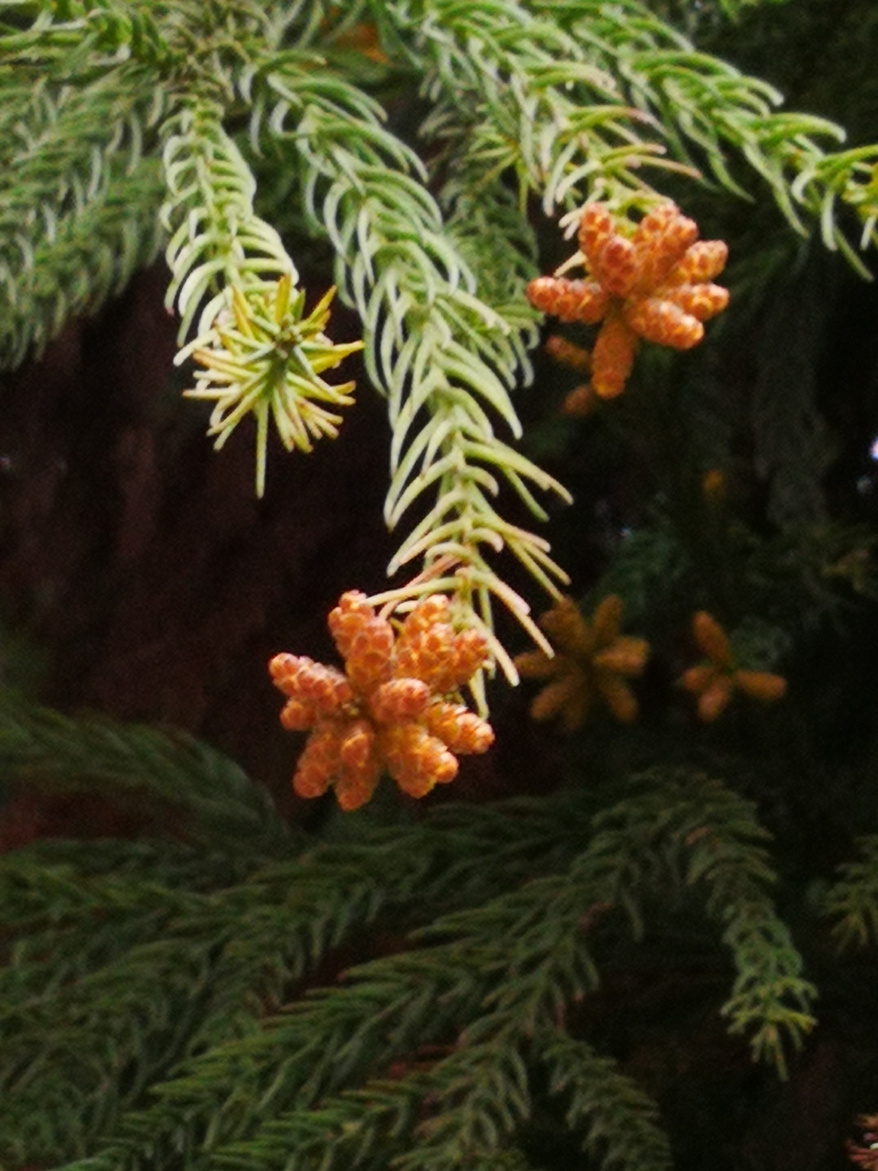 杉树花花语图片