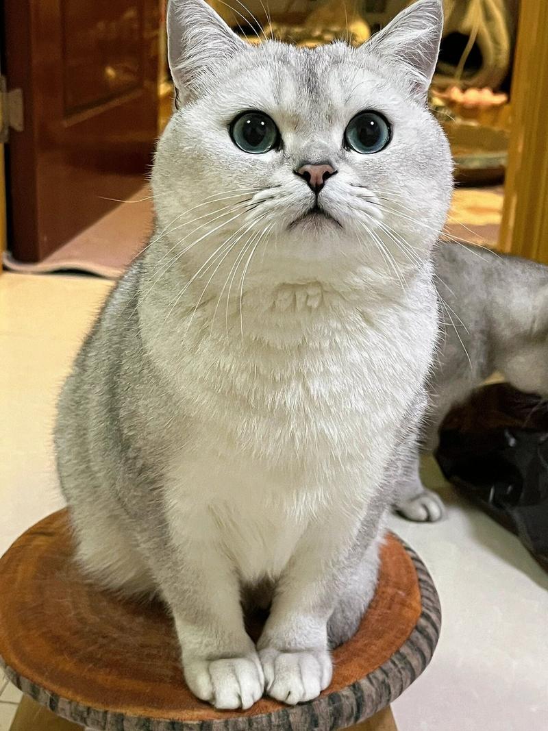 咪咪是一只一岁多的银渐层小公猫