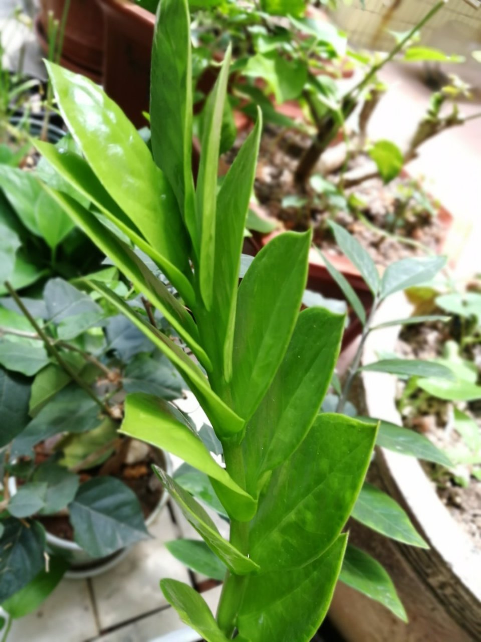 芳菲歇去何须恨,夏木阴阴正可人.