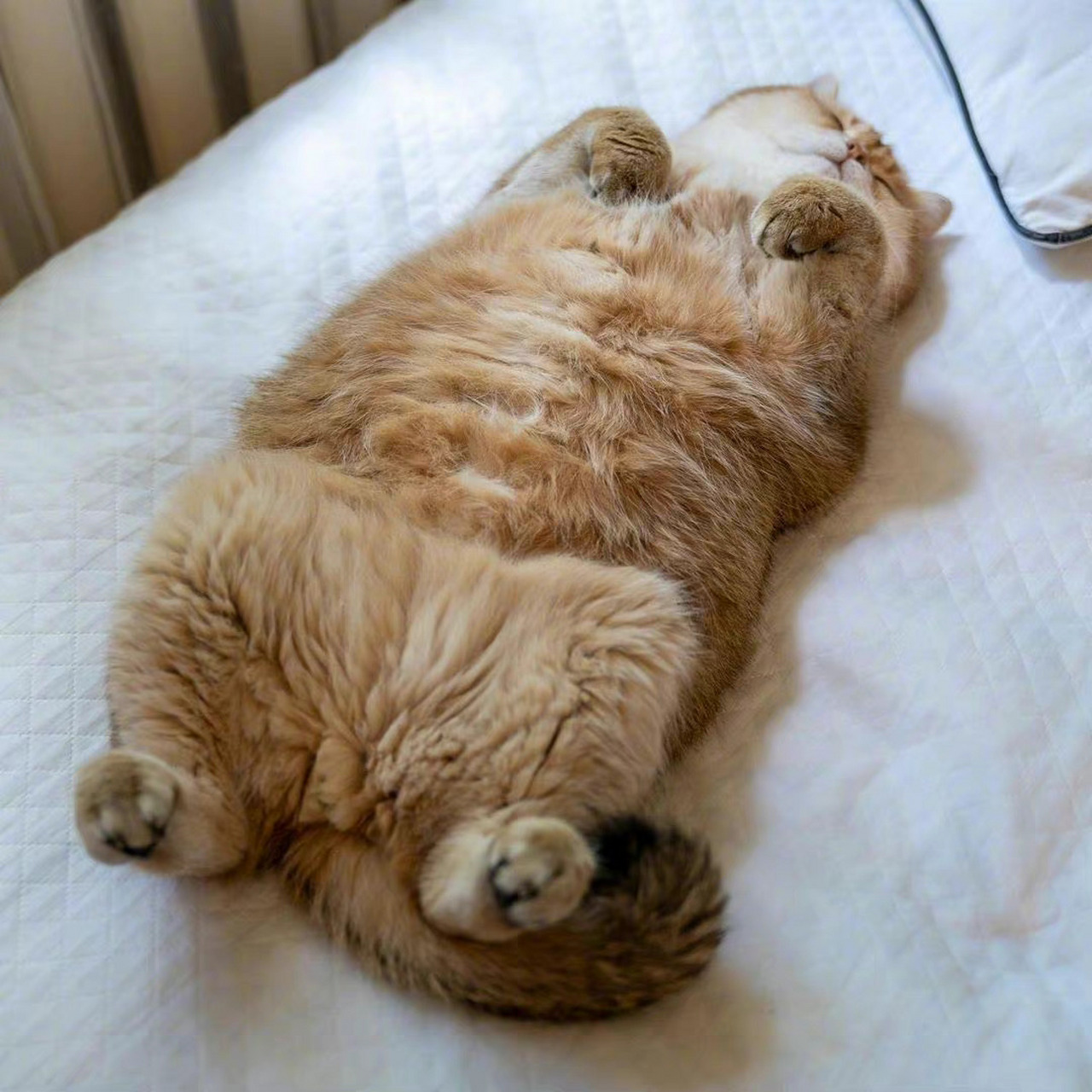 【三行诗61网络流行语】  躺平  文/云之南6