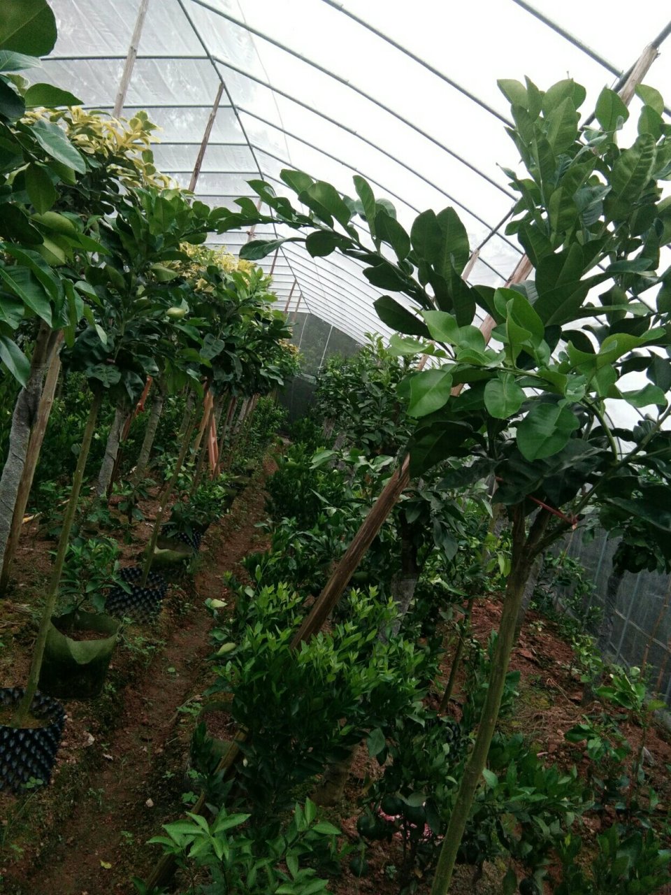 西瓜柚,黄美人,泰国红宝石青柚