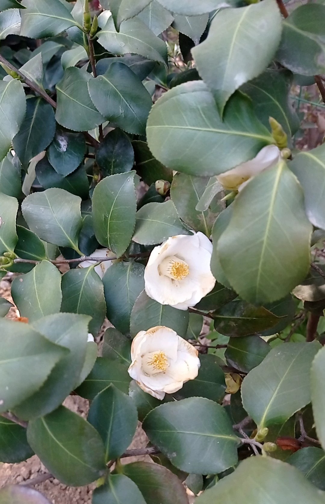 青岛崂山耐冬茶花图片