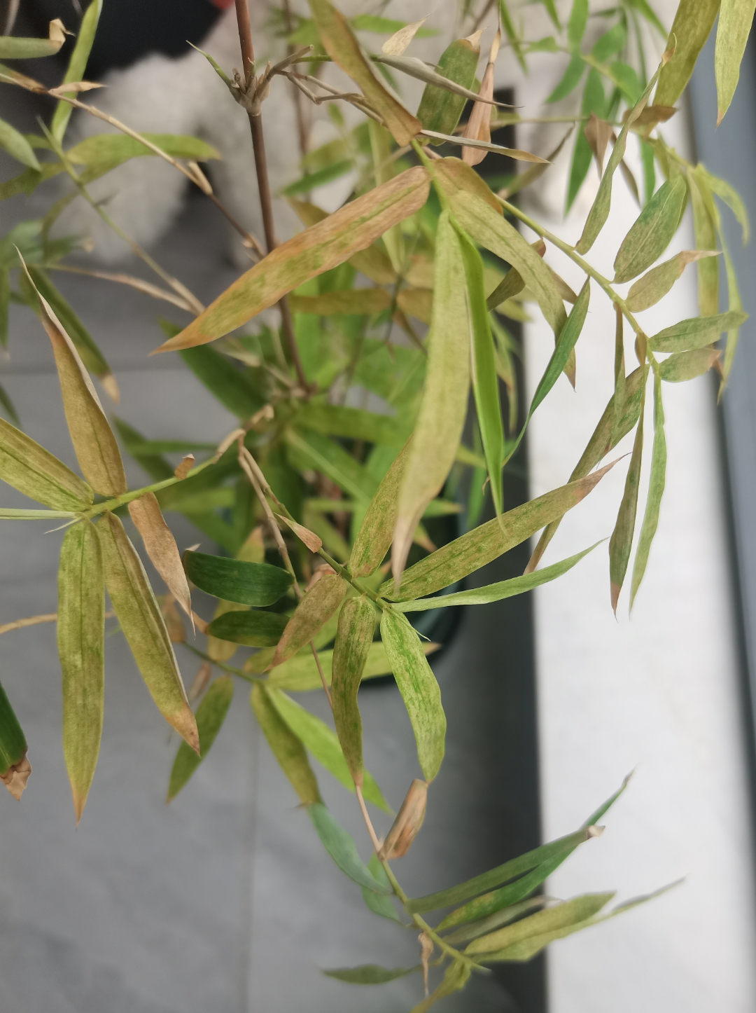 各位植物专家,请诊断一下,小红竹叶片这种情况是什么原因?