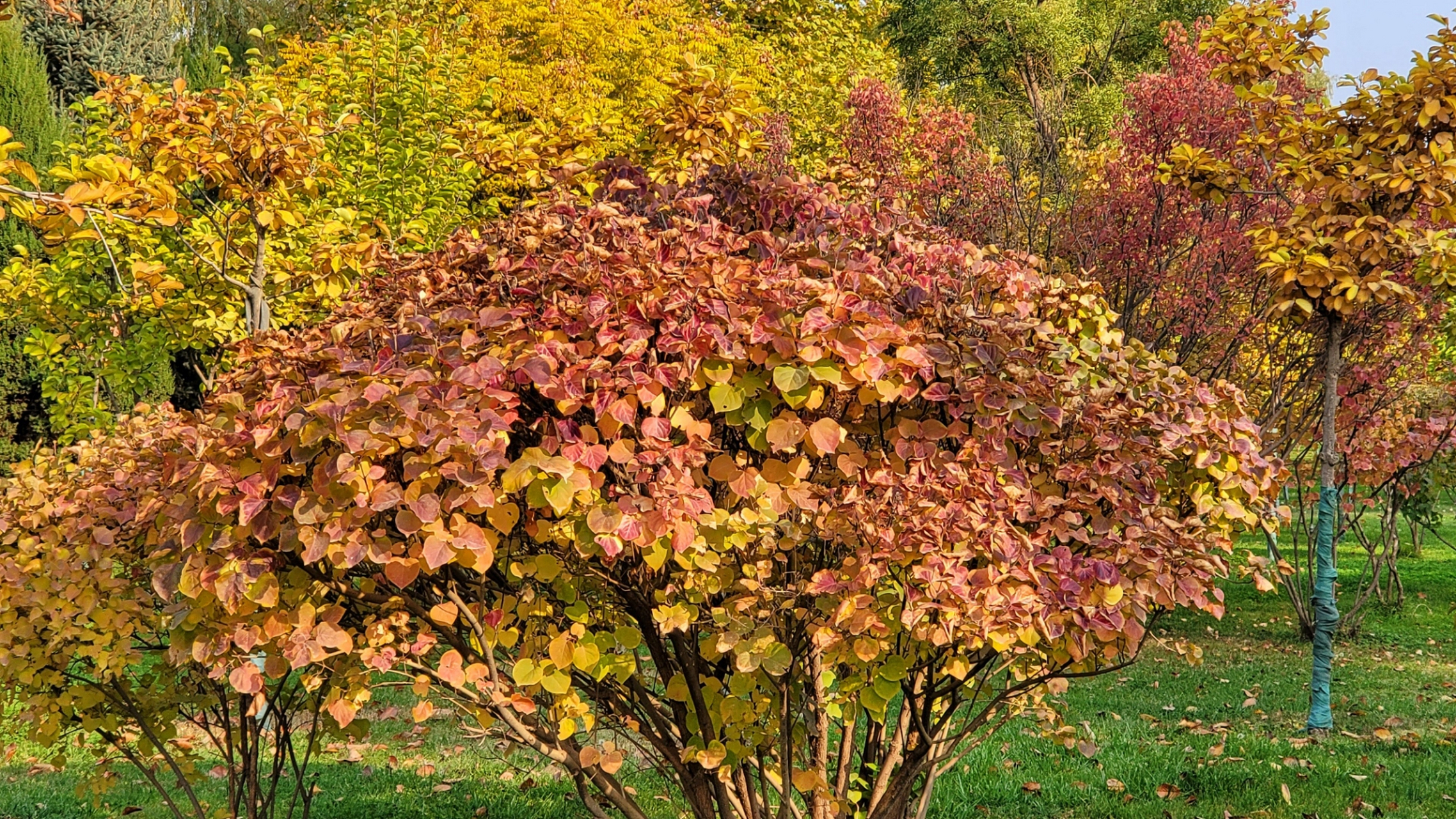 好大一棵金枫树