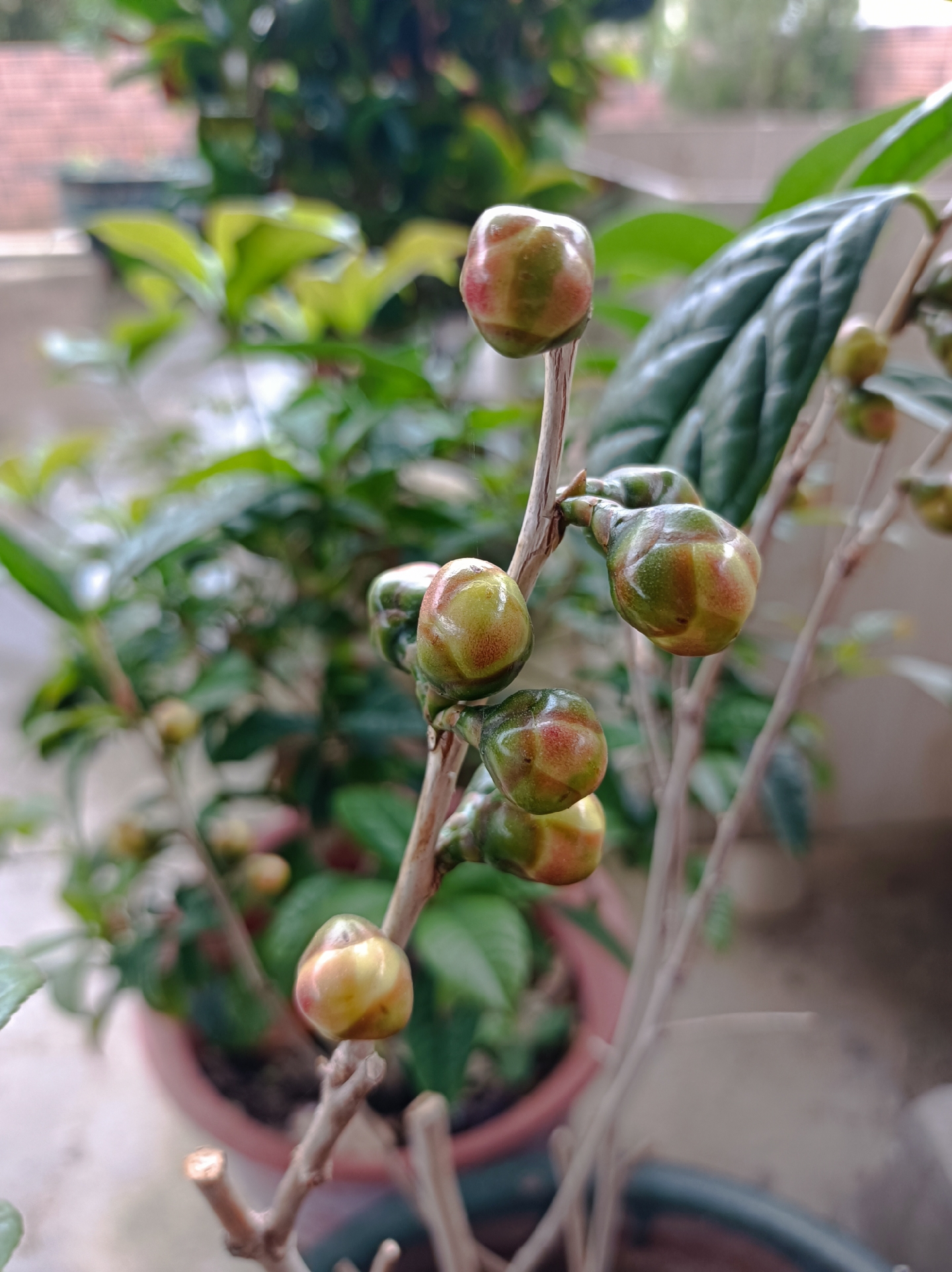 家里的金花茶终于在第四年结出了许多花蕾,真是让人期待它们绽放的