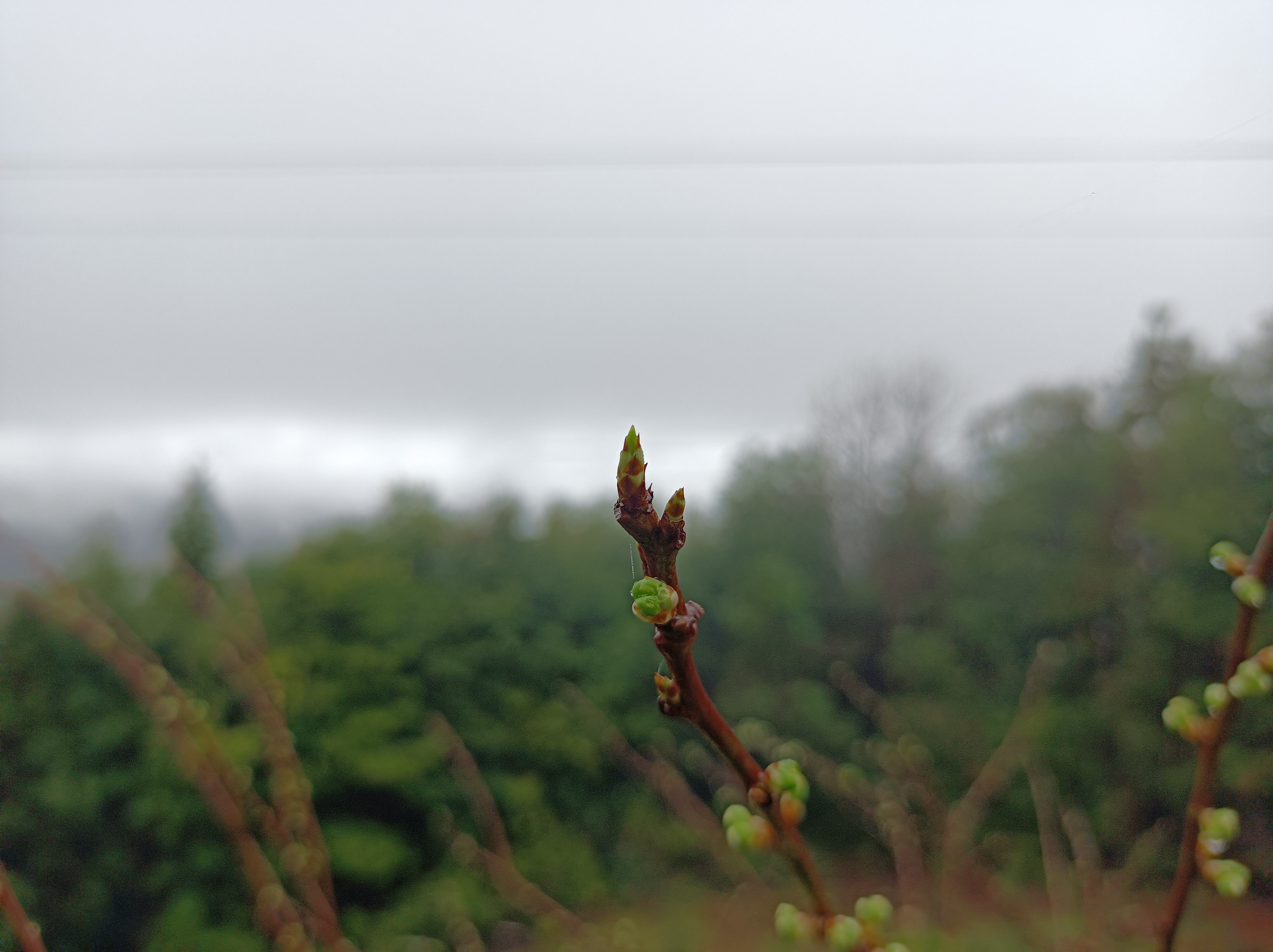 蒙蒙细雨简谱图片