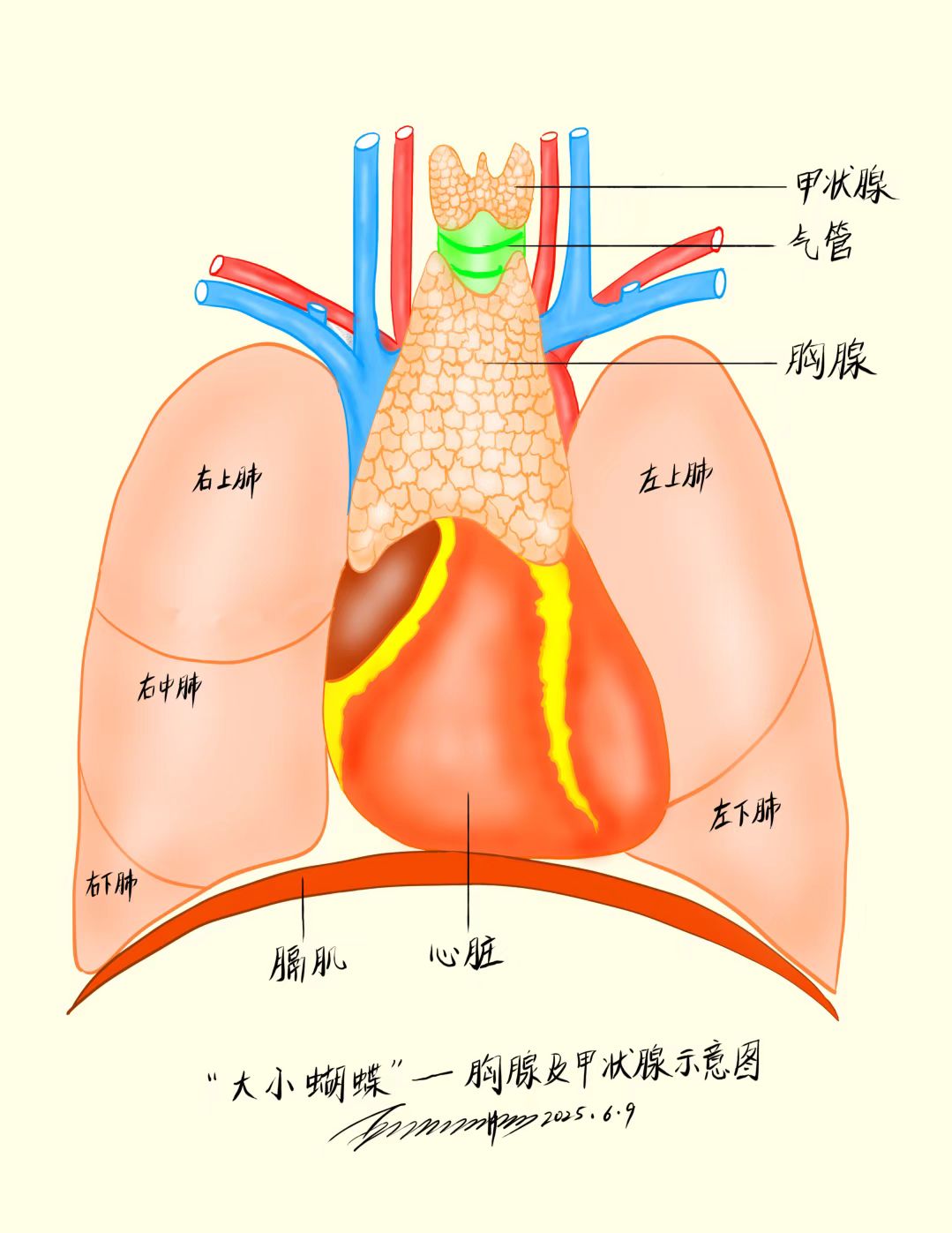 体内的"大小蝴蝶"一胸腺及甲状腺示意图