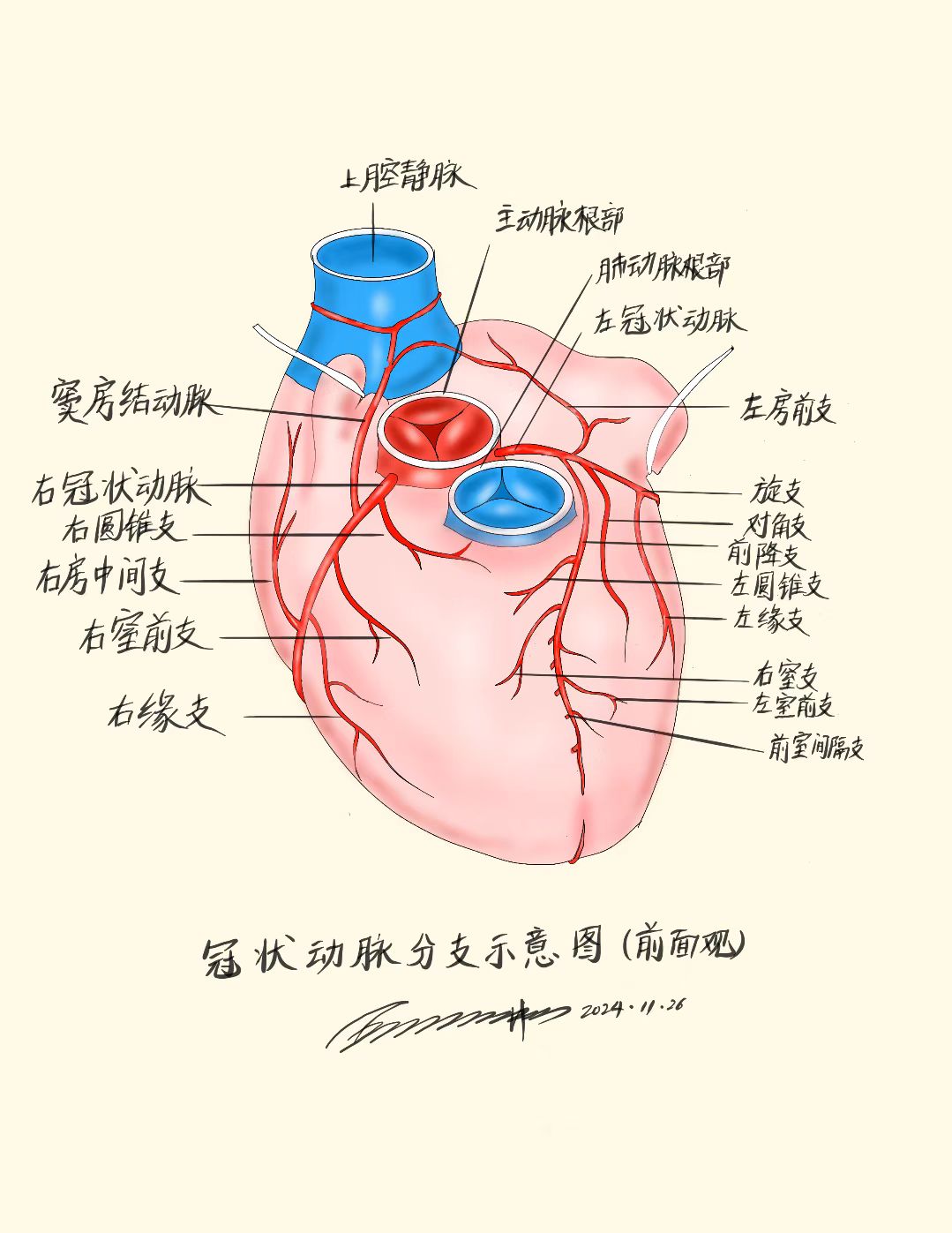 冠状动脉分支示意图