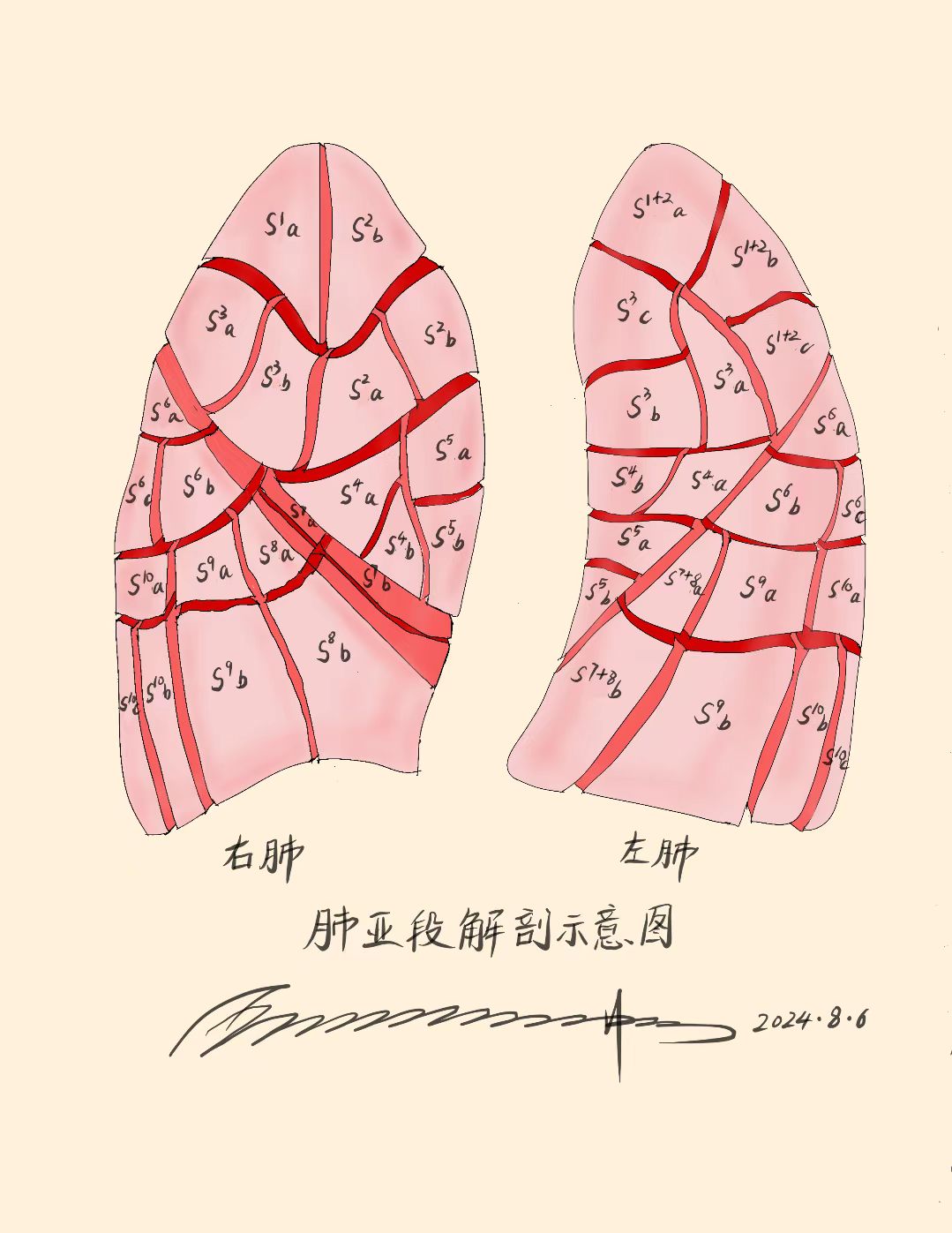 肺段和亚段图图片