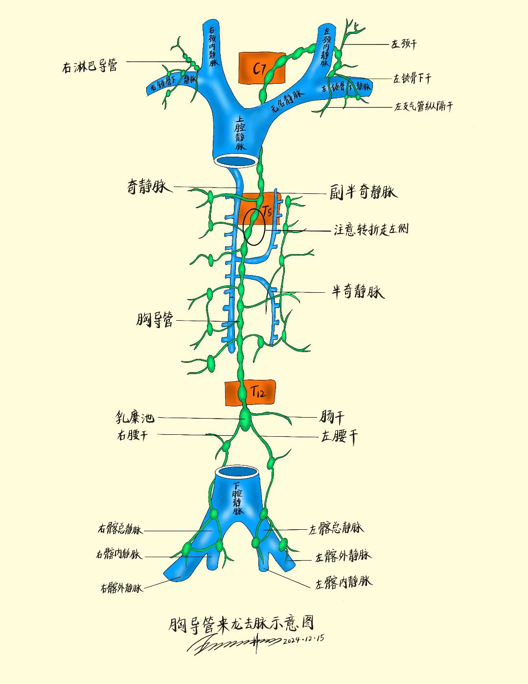 是人类最长,最粗的淋巴管道,由左,右腰淋巴干和