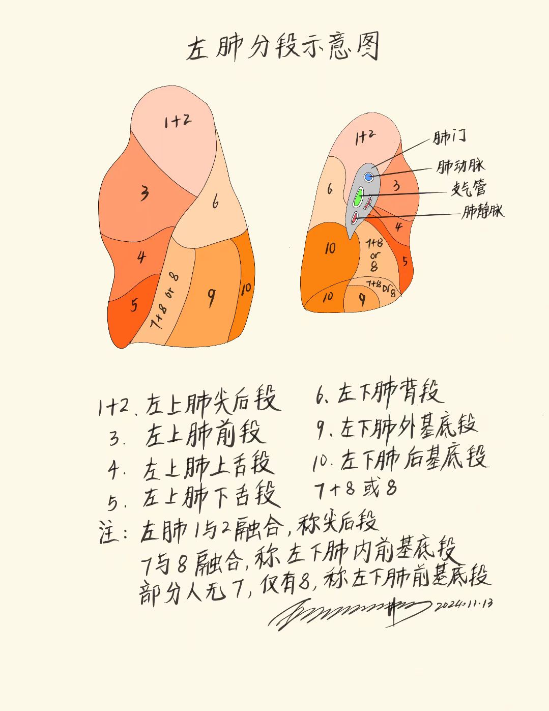 左肺分段示意图,共八段,与右肺十段一起,共十八个肺段