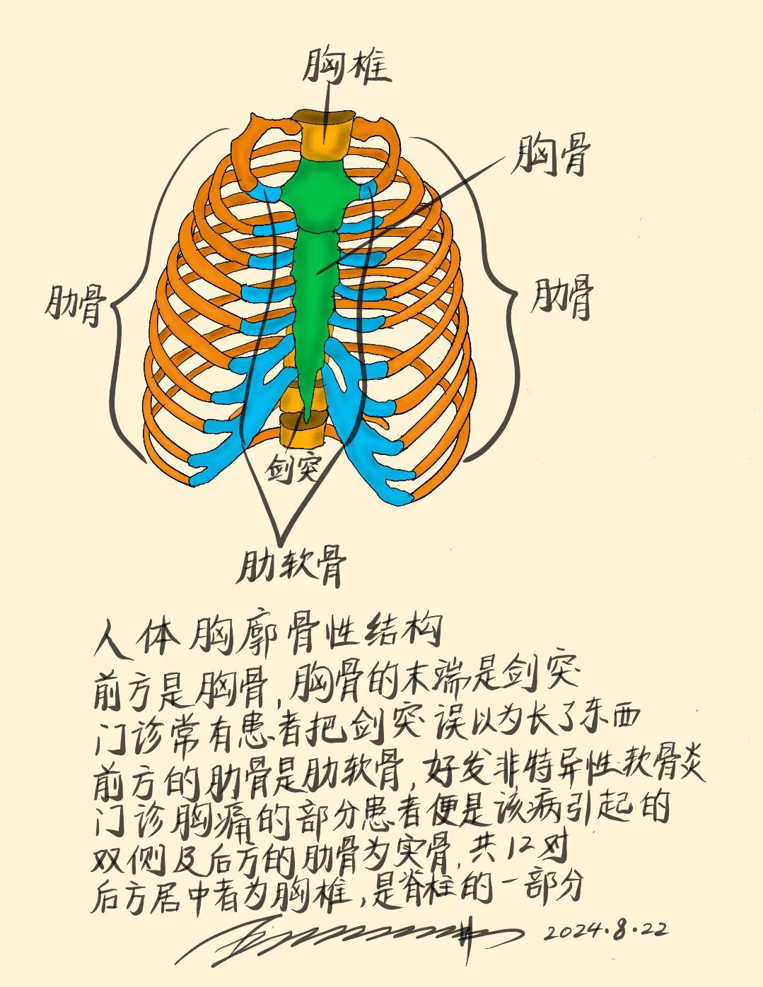 胸椎的结构图和名称图片