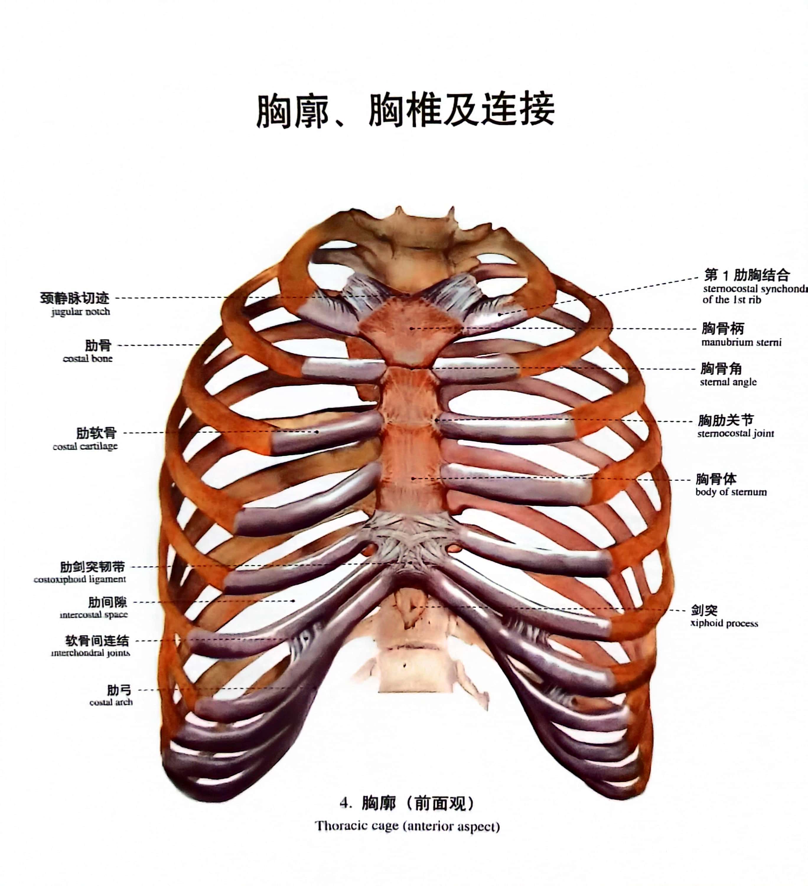 门诊因胸痛来就诊的患友中,最常见的病是非特异性