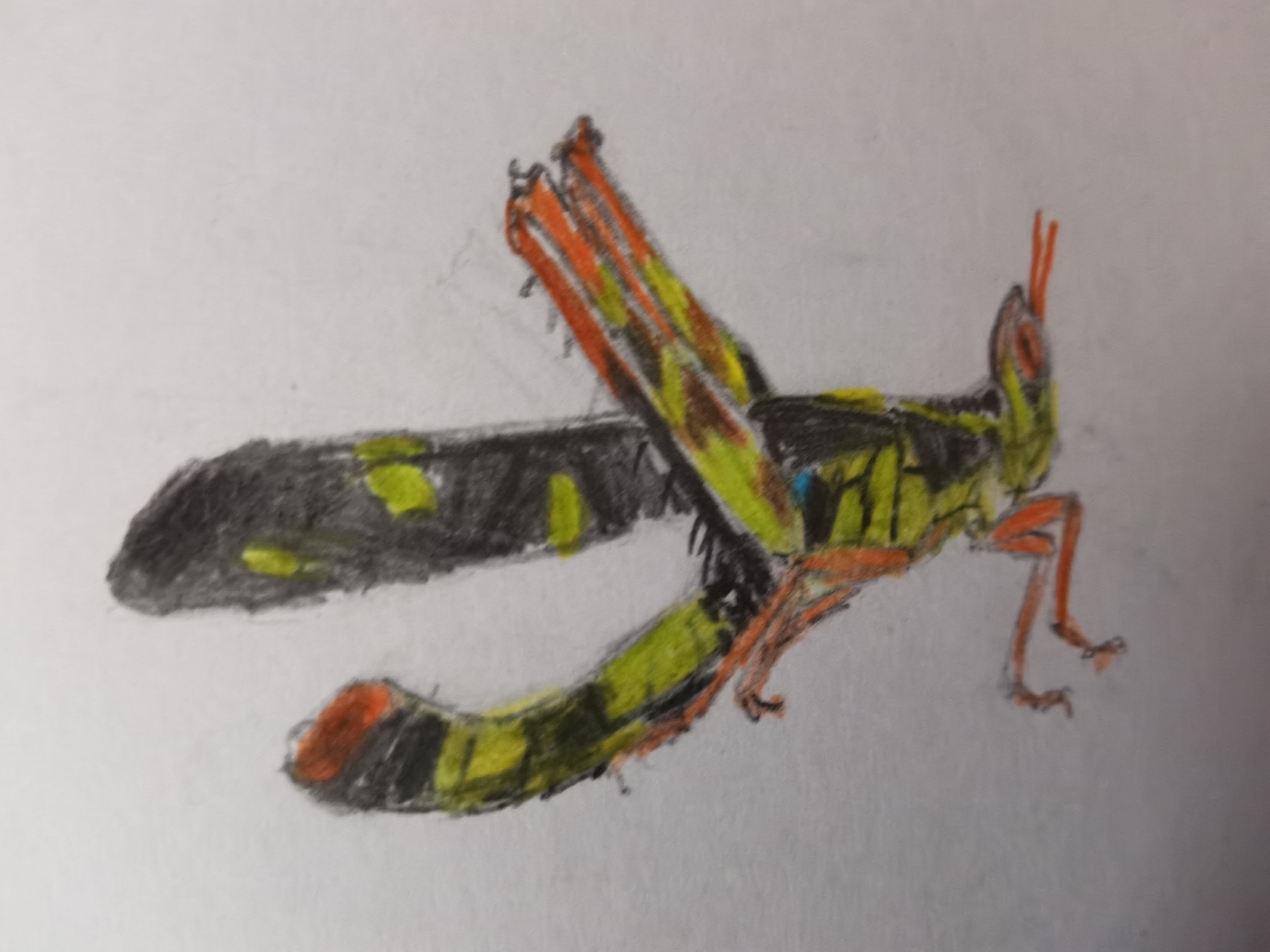 了既然看不到昆虫但是可以把它们画下来,其实很好画,就是依葫芦画瓢