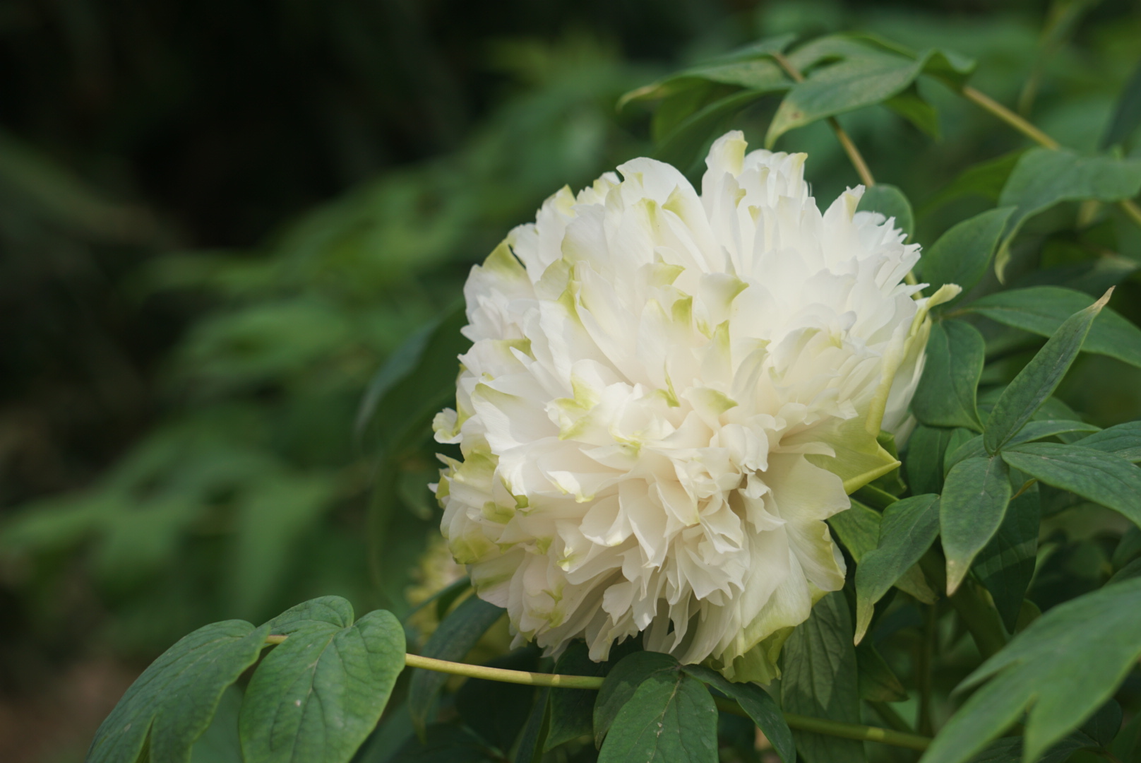牡丹花会节来洛阳看牡丹花,西苑公园,牡丹公园,天香牡丹园里都有牡丹