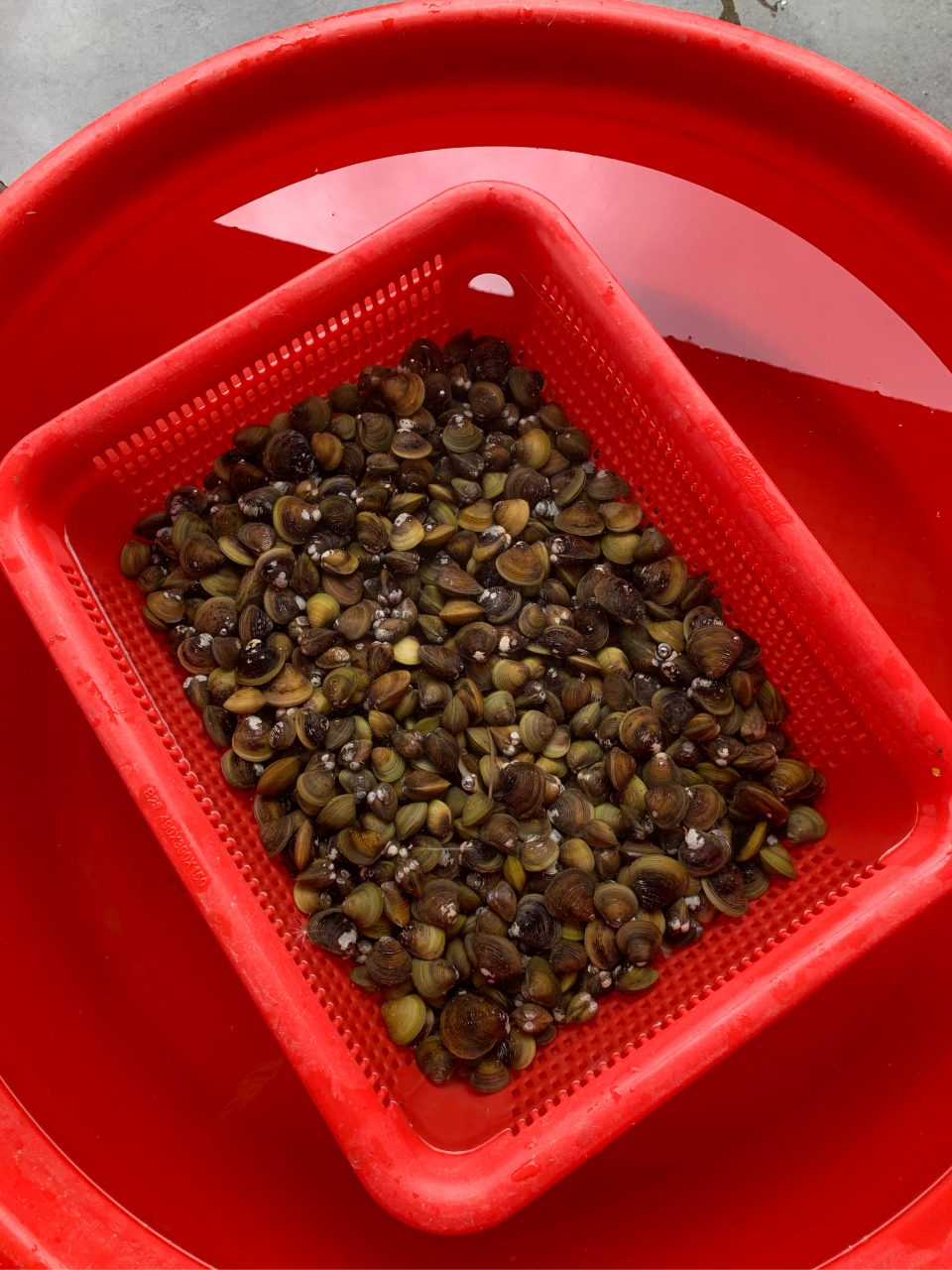 石板沙一游,盐水蒸黄沙蚬:美!