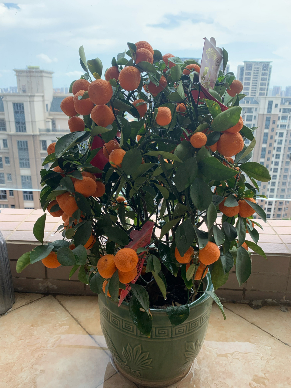 我的旅行日记# 年桔,利是都变颜色了,依然果实累累.