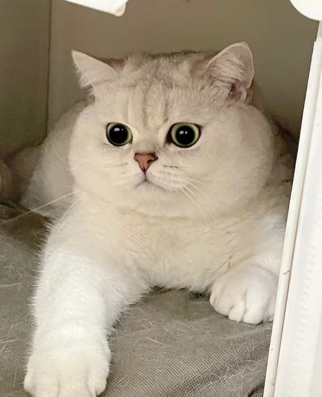 图片品种大全英短蓝金发腮短毛猫图片大全英国短毛可爱照片猫咪品种