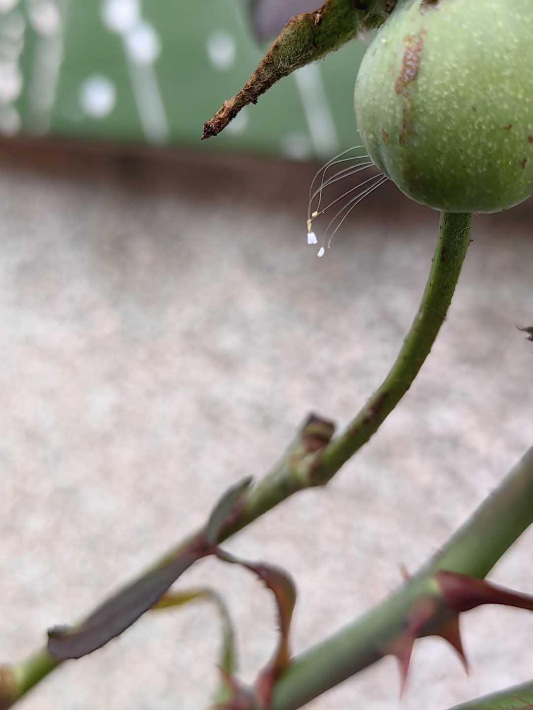 优昙婆罗花出现天空图片