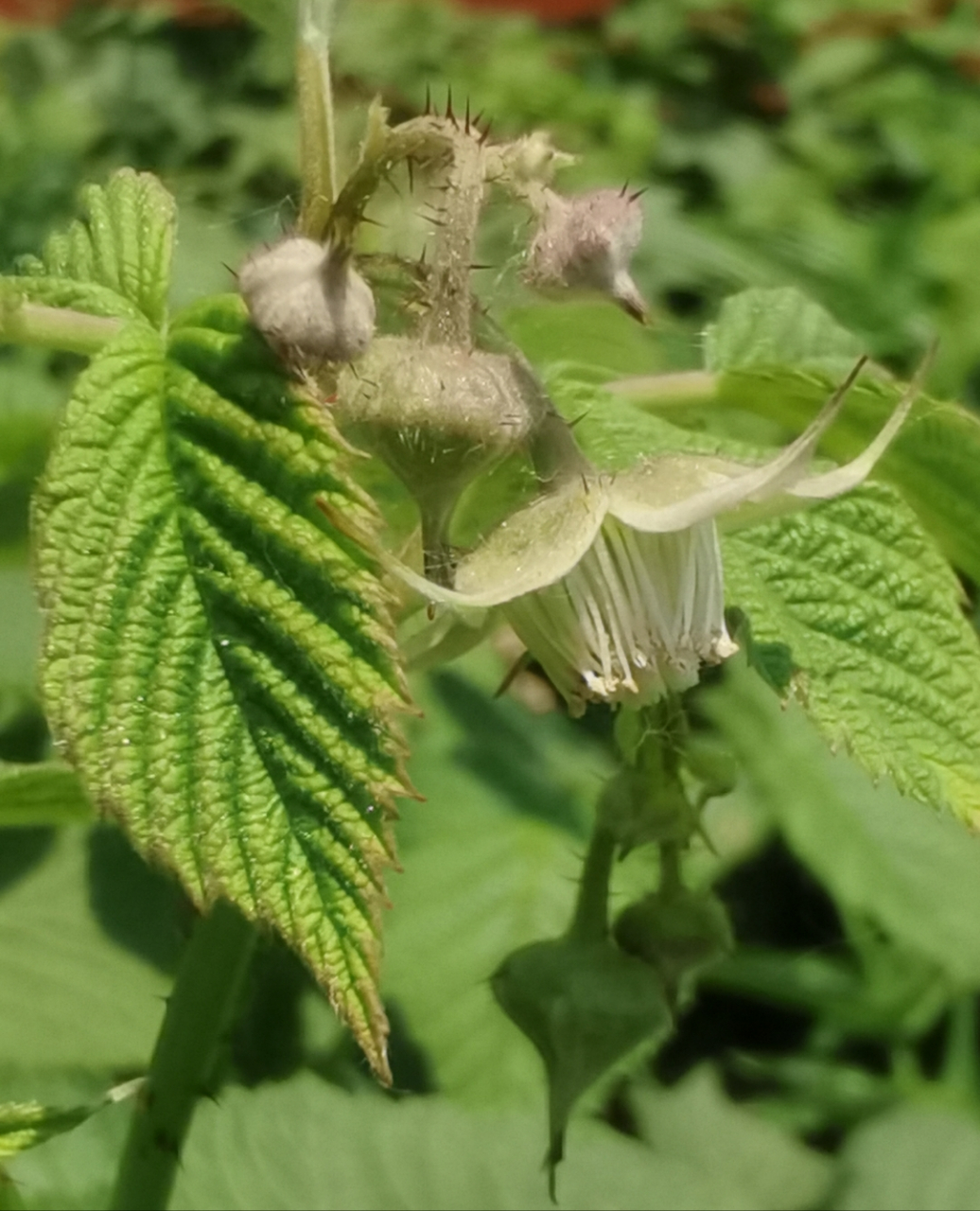 东北人叫它托波尔,它是悬钩子属植物,库页悬钩子,对于库页悬钩子,到