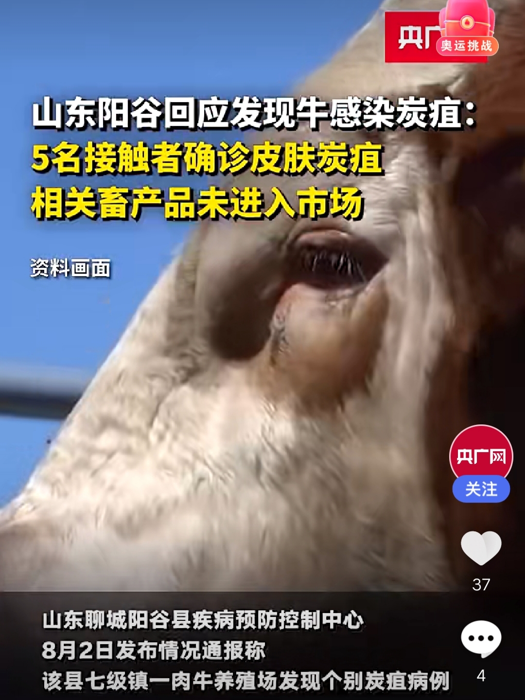 牛炭疽病的症状图片