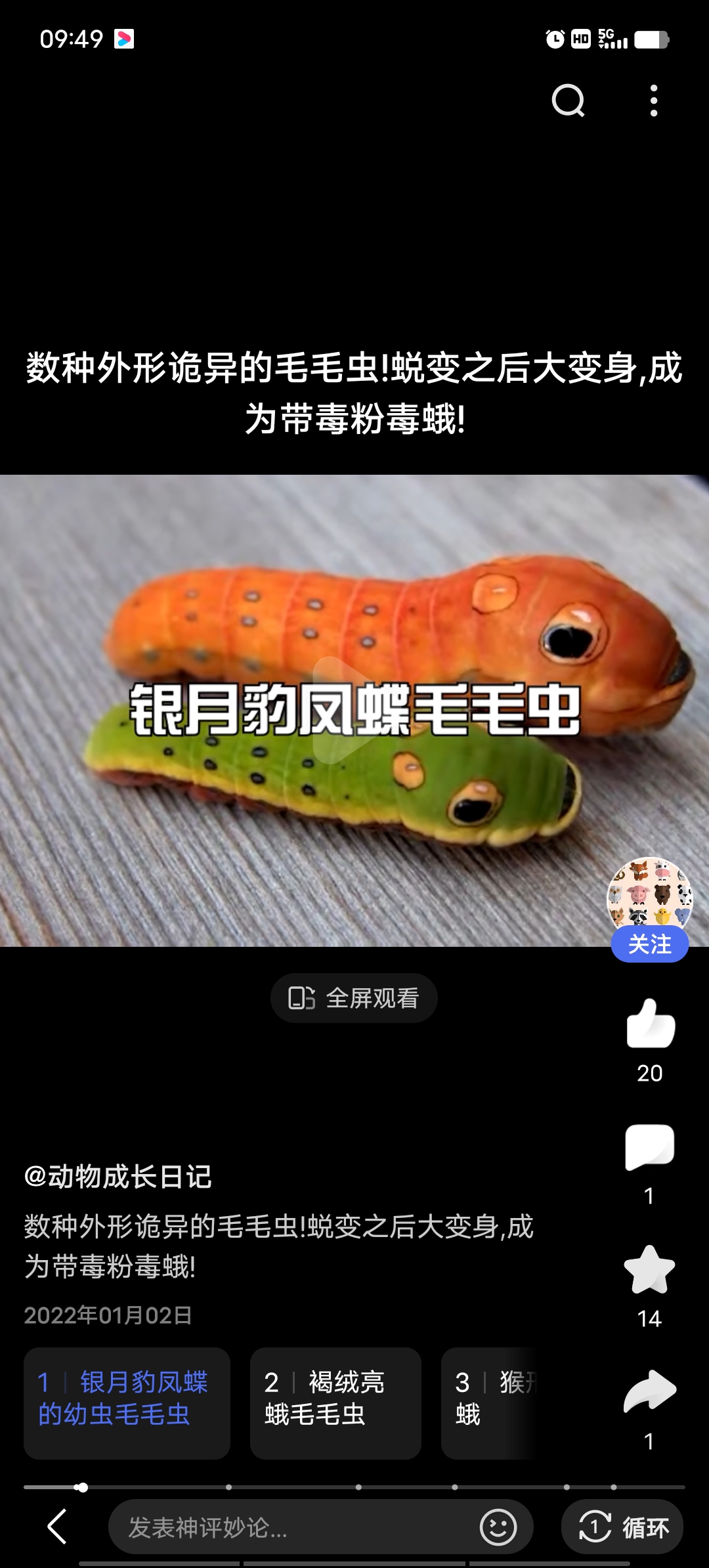 银月豹凤蝶毛毛虫91,在院子里面看到这大眼睛毛毛虫,搜了很久,应该