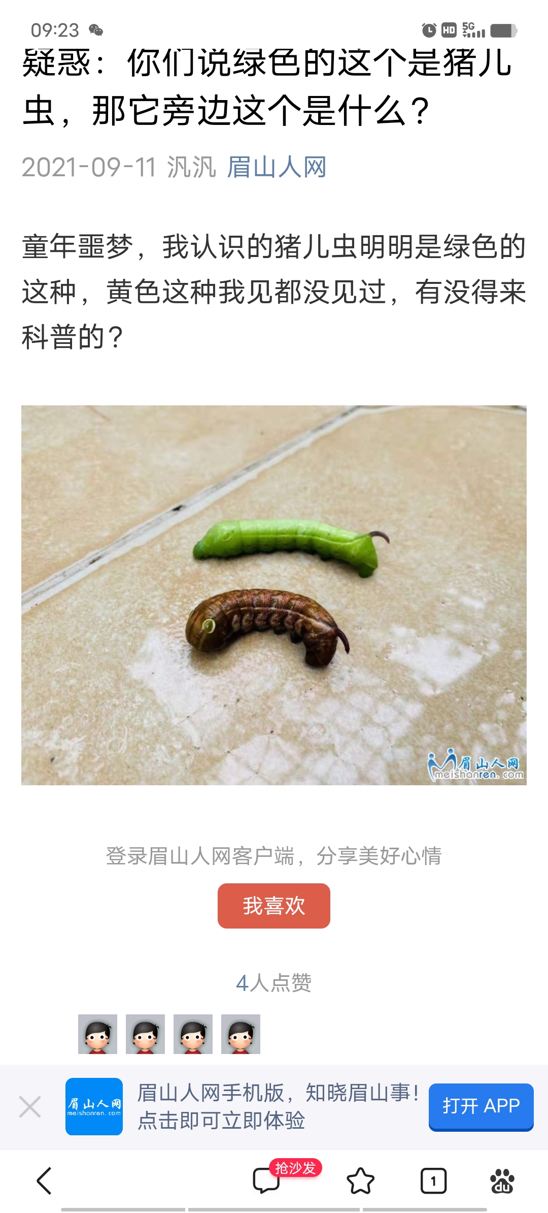 银月豹凤蝶毛毛虫91,在院子里面看到这大眼睛毛毛虫,搜了很久,应该