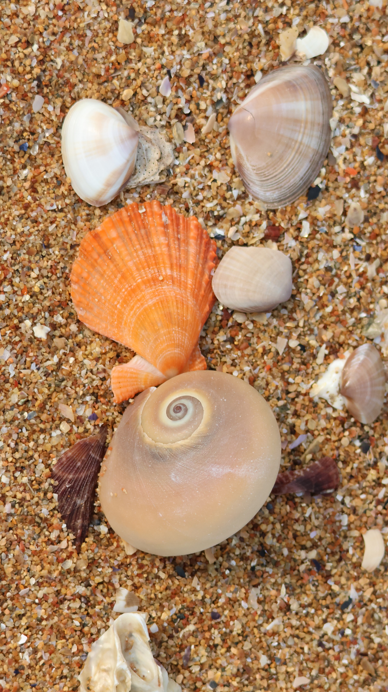 海滩景色美如画# 在冬天,海滩上的贝壳数量通常也会见到很多贝壳