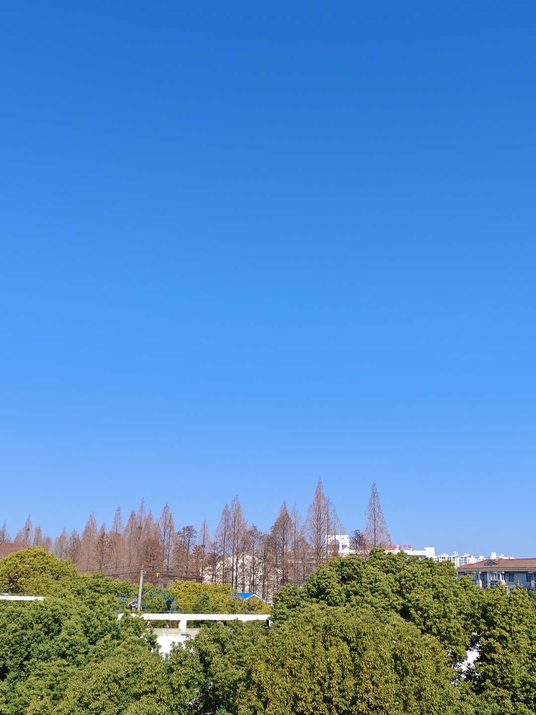 抬头望去,湛蓝的天空如洗,几朵白云悠闲地飘过,远处是郁郁葱葱的树木